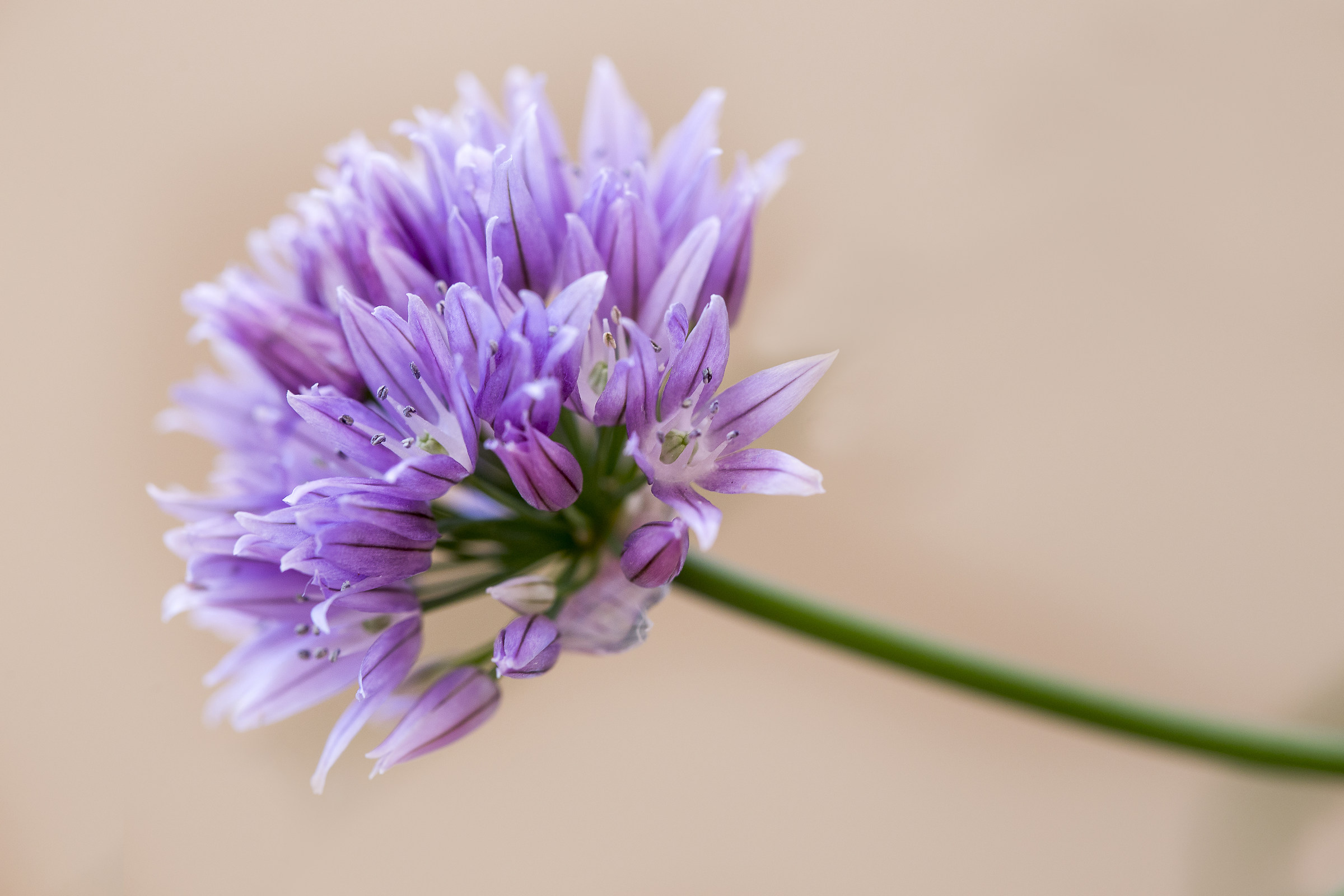 Chives