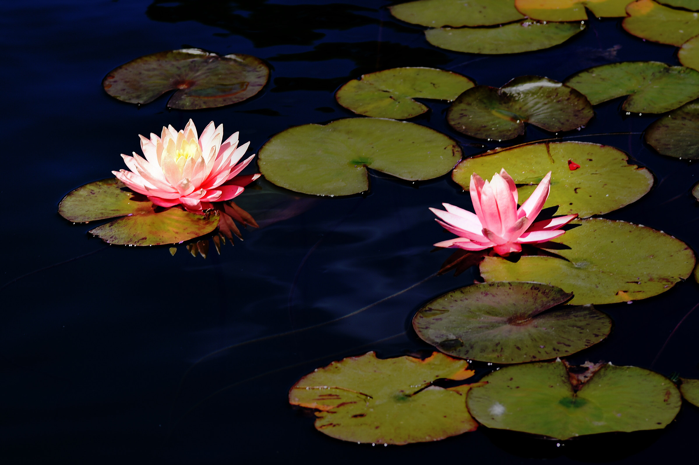 Two Water lilies