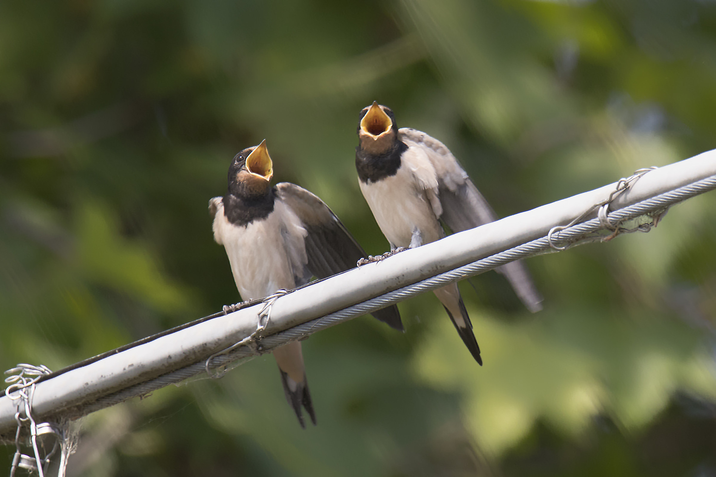Swallows