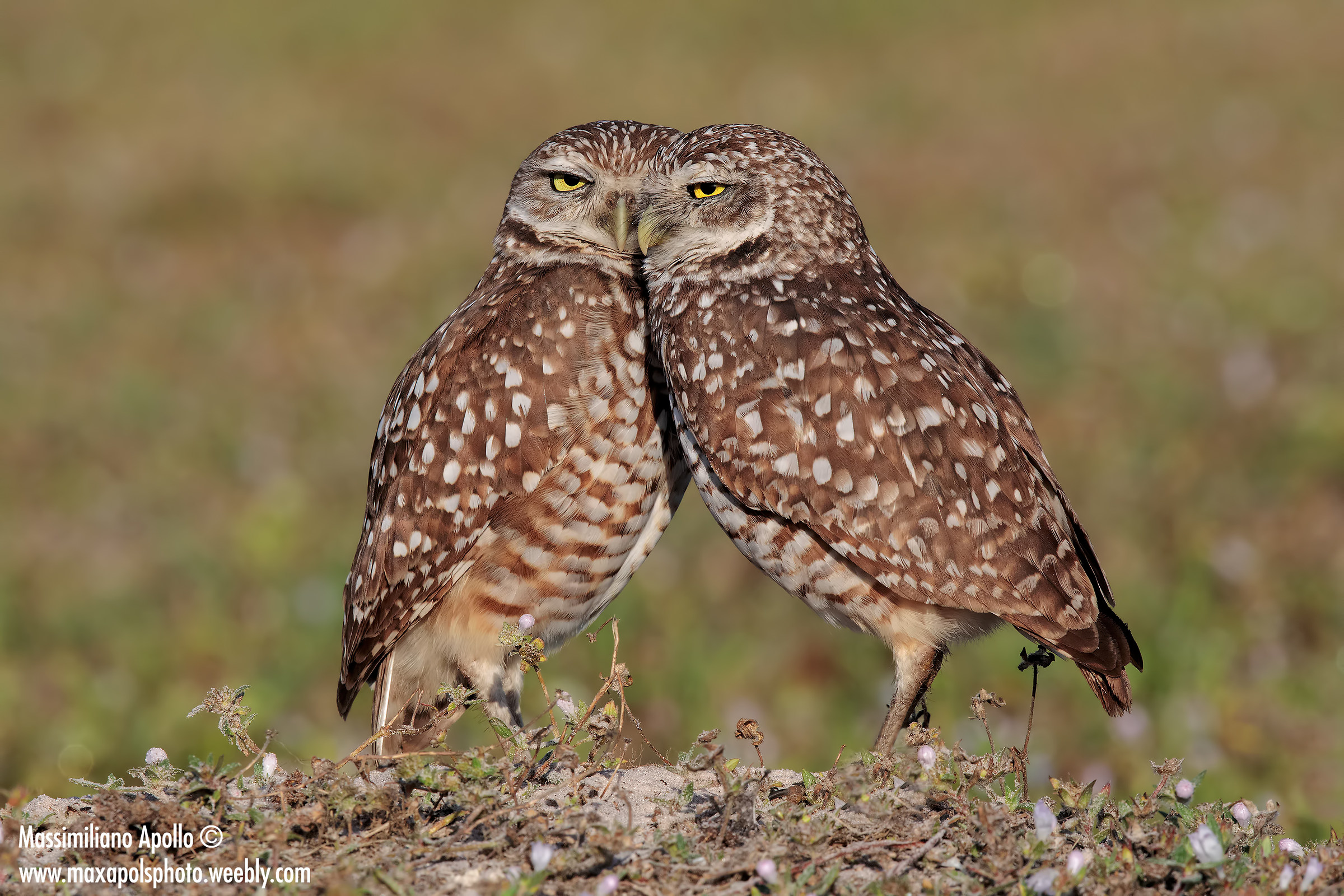siamo un  corpo solo...
