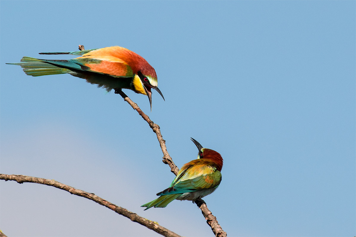 .....chi comanda qui?.....