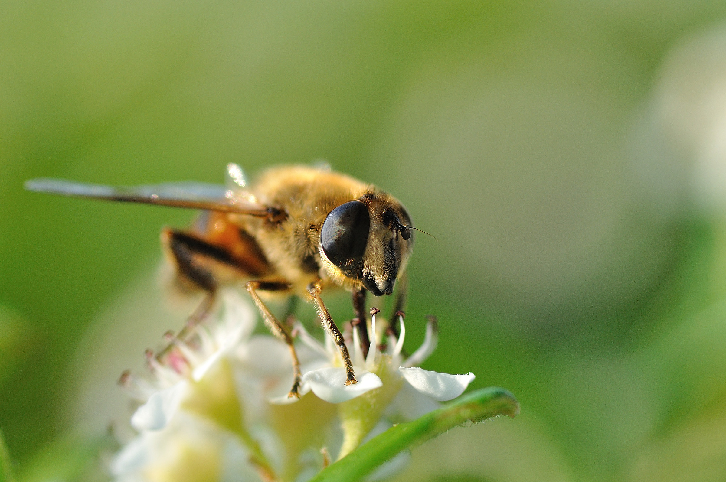 Eye!! I'm watching you!