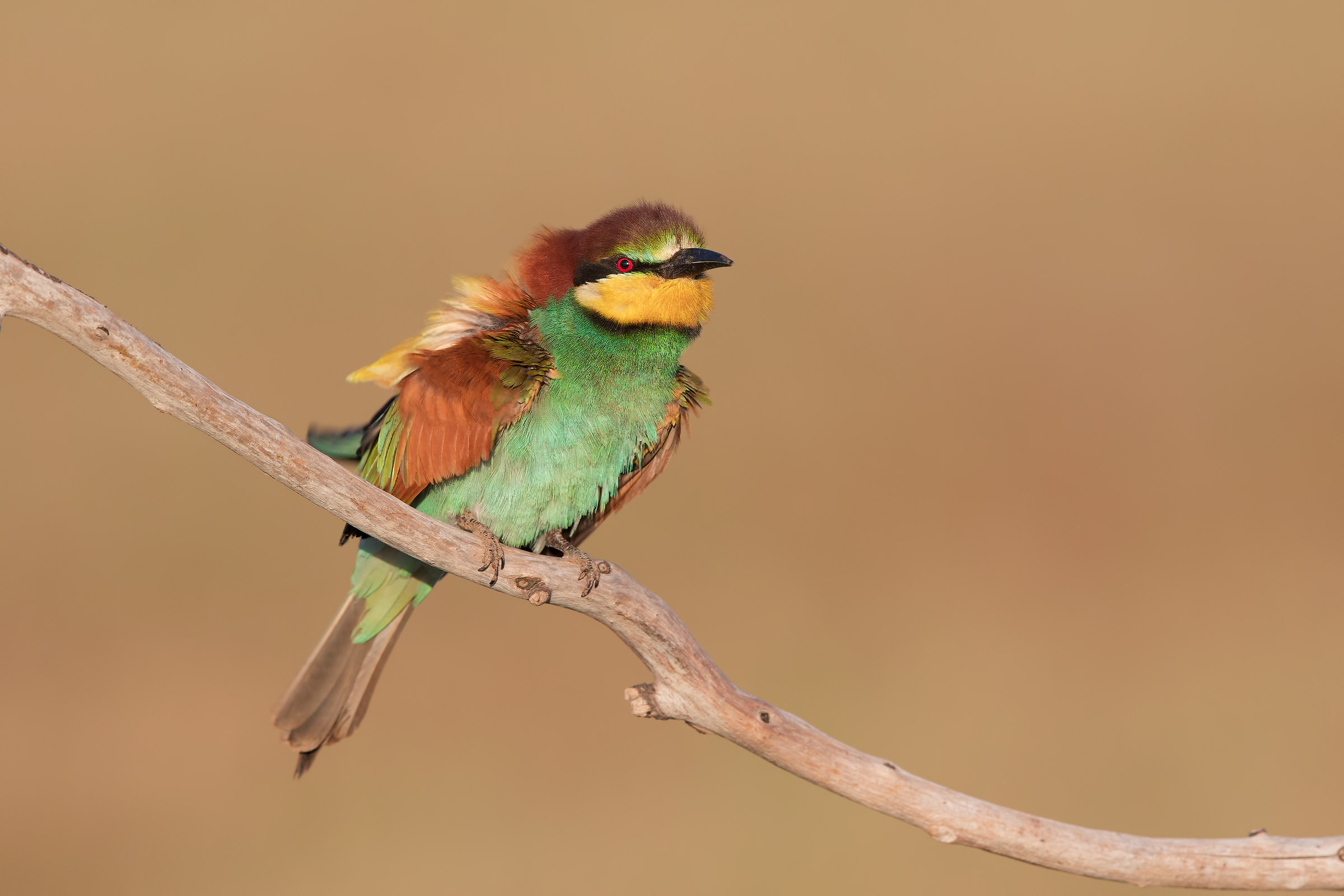 Bee-eater