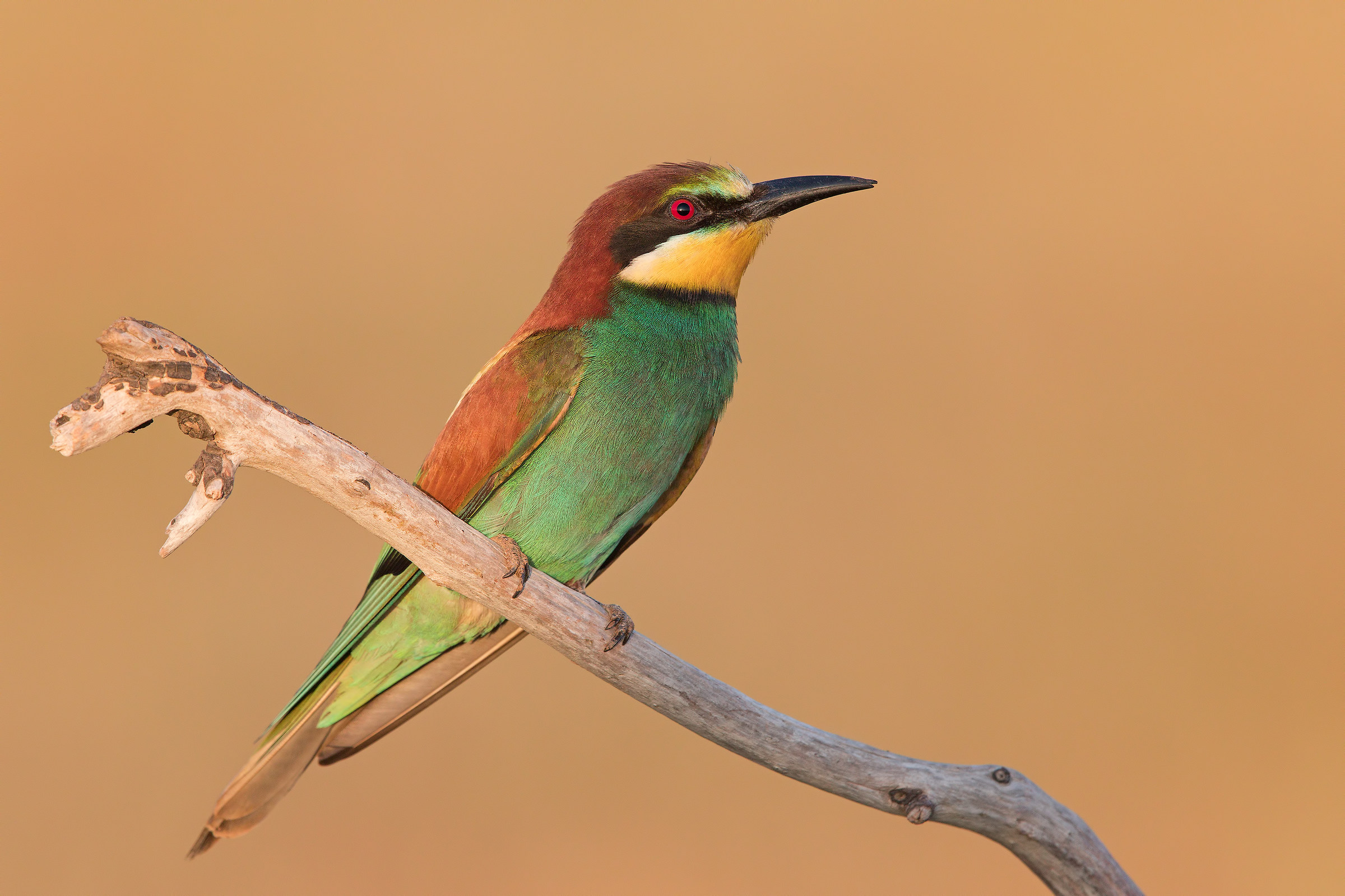 Bee-eater