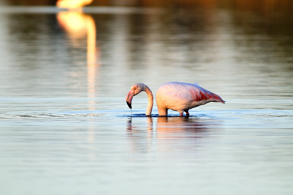 Flamingo at dawn ....