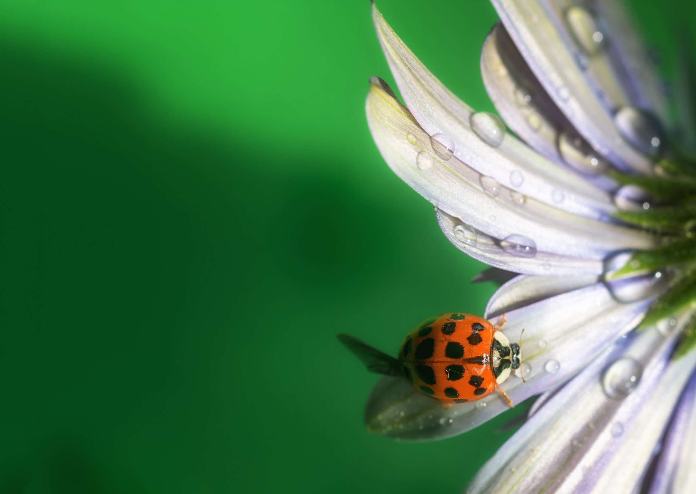 The Ladybug
