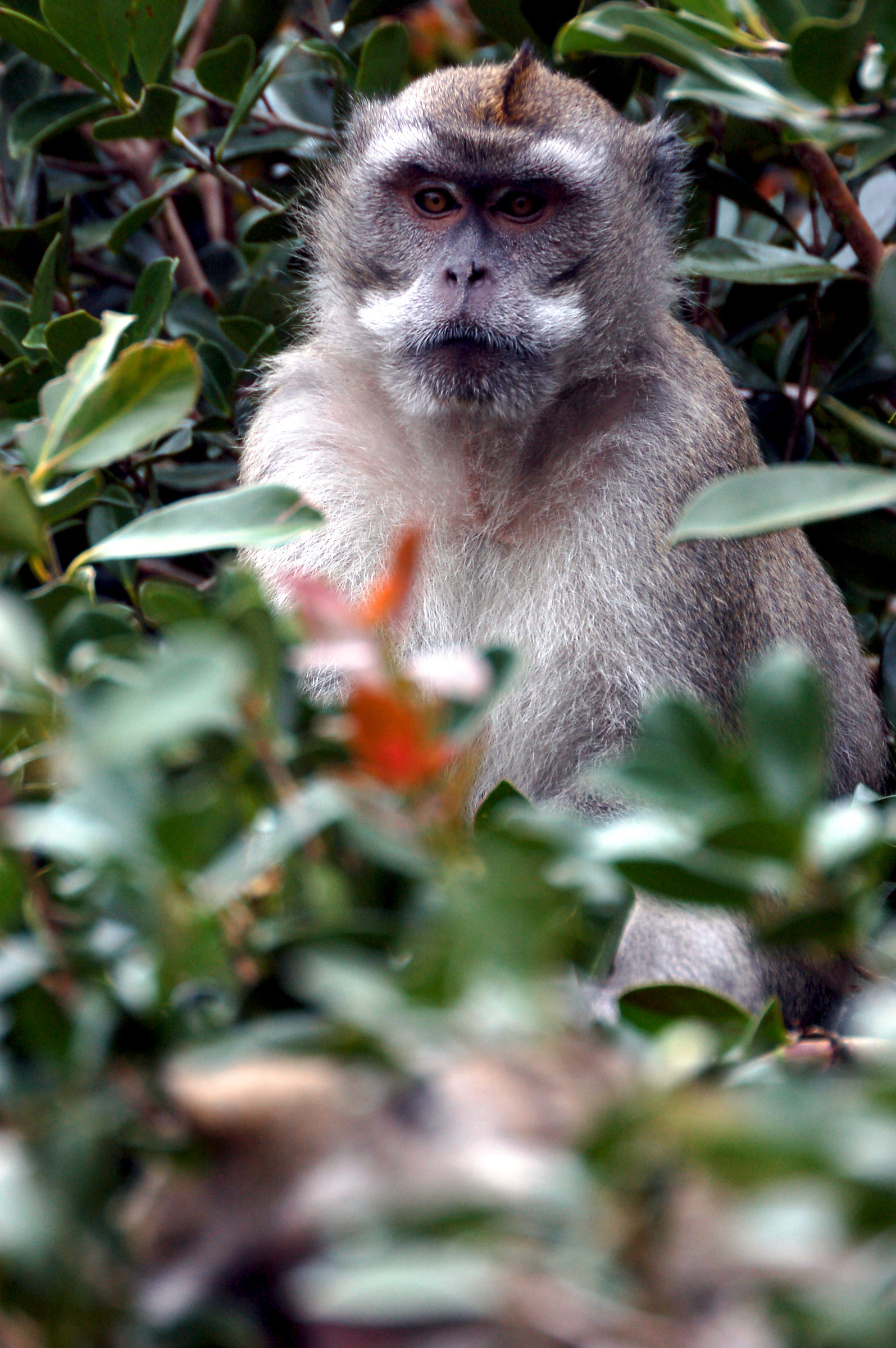 Observer among the branches