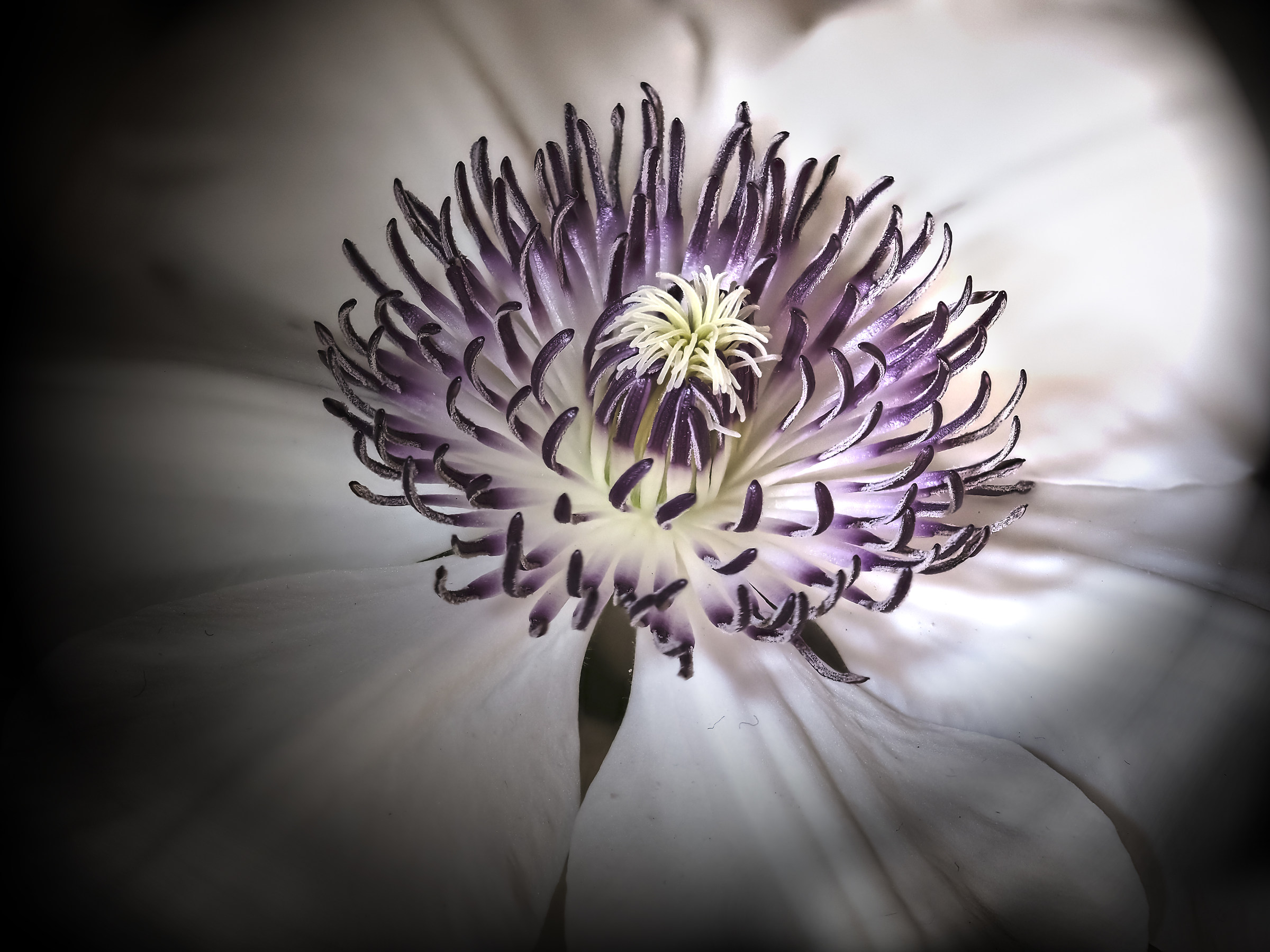 Flower of Clemanthis