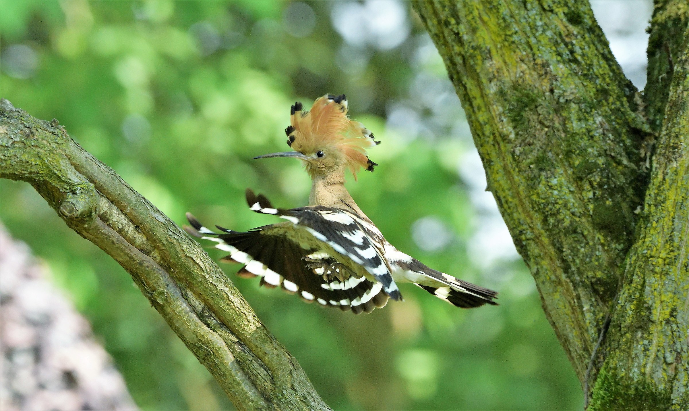 Hoopoe