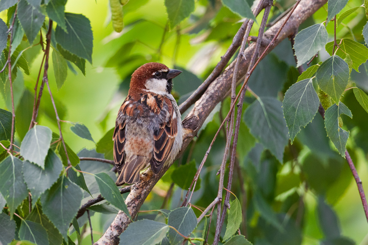 Male of Sparrow of Italy (Passer italye)...
