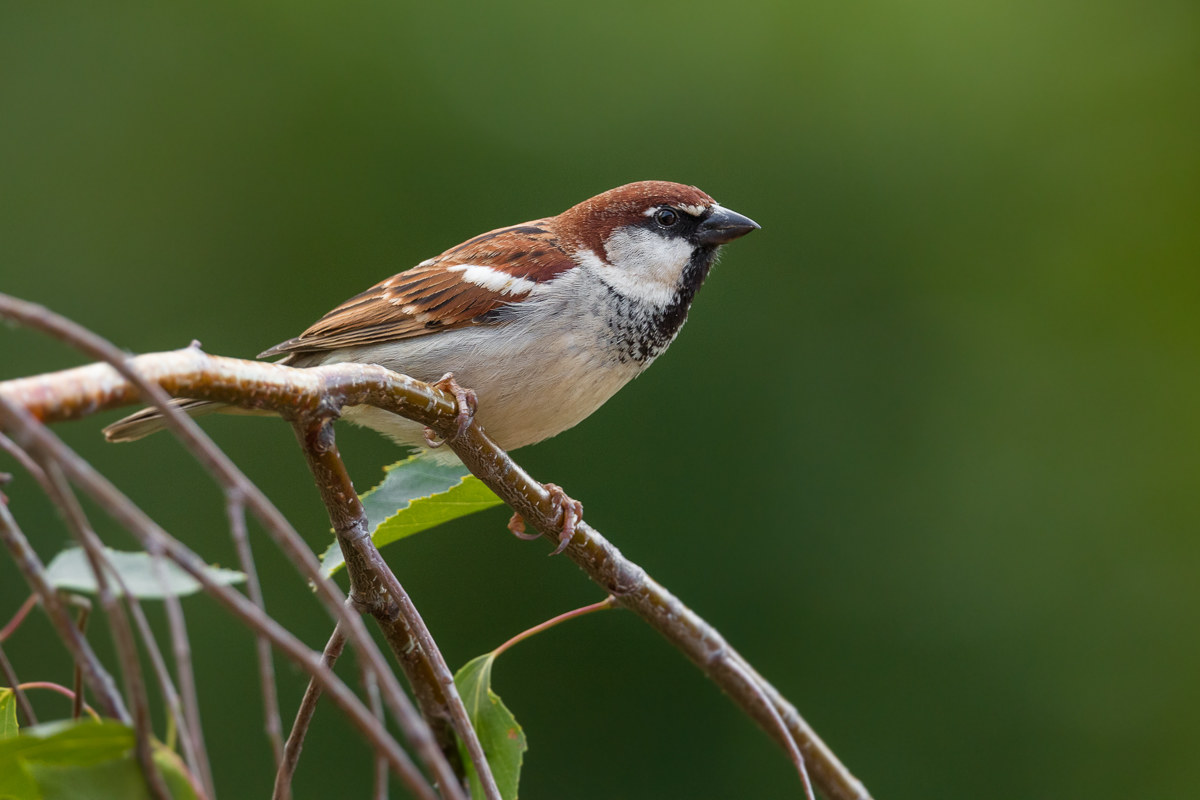 Male of Sparrow of Italy (Passer italye)...
