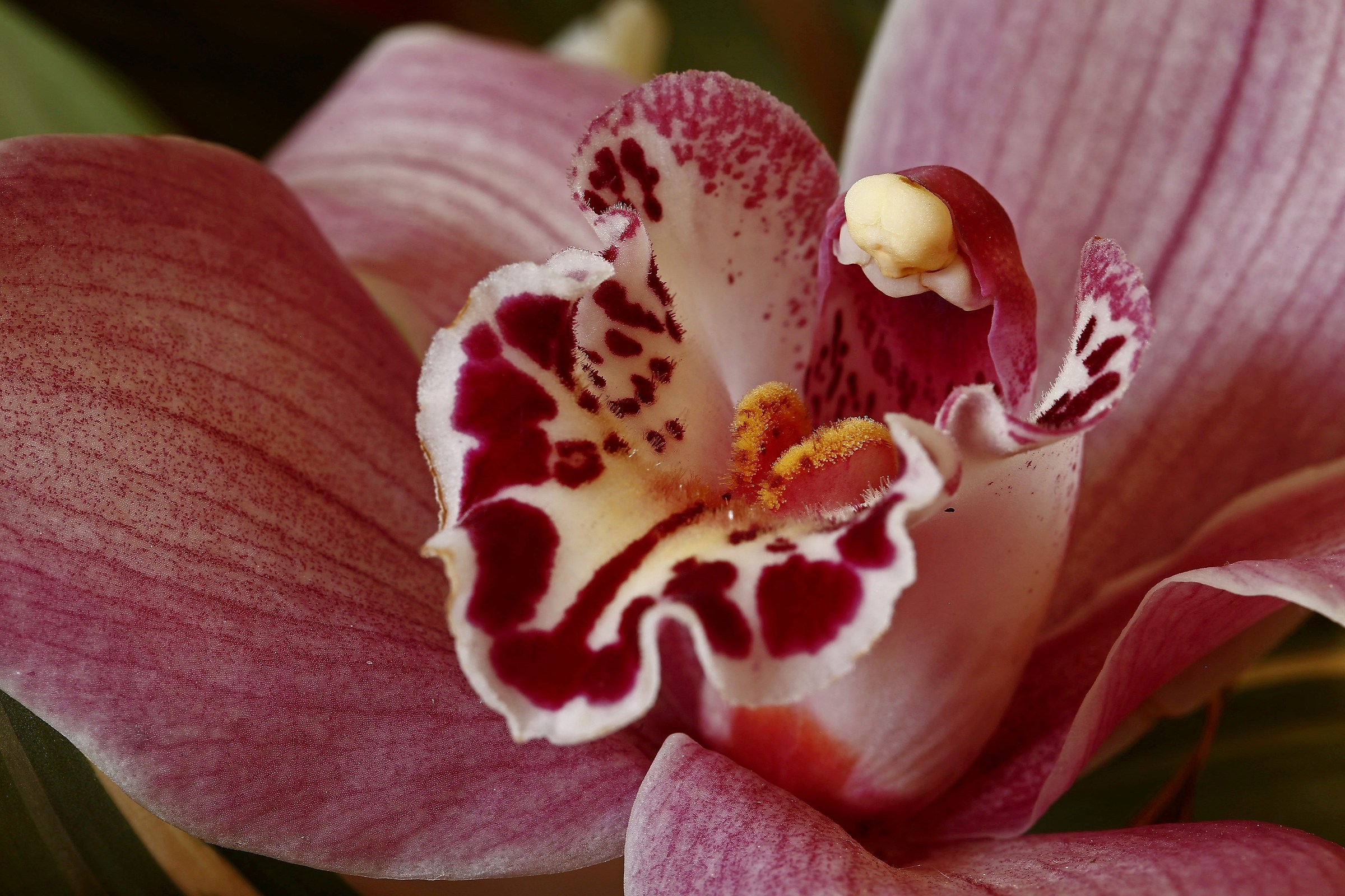 Le meraviglie della Natura