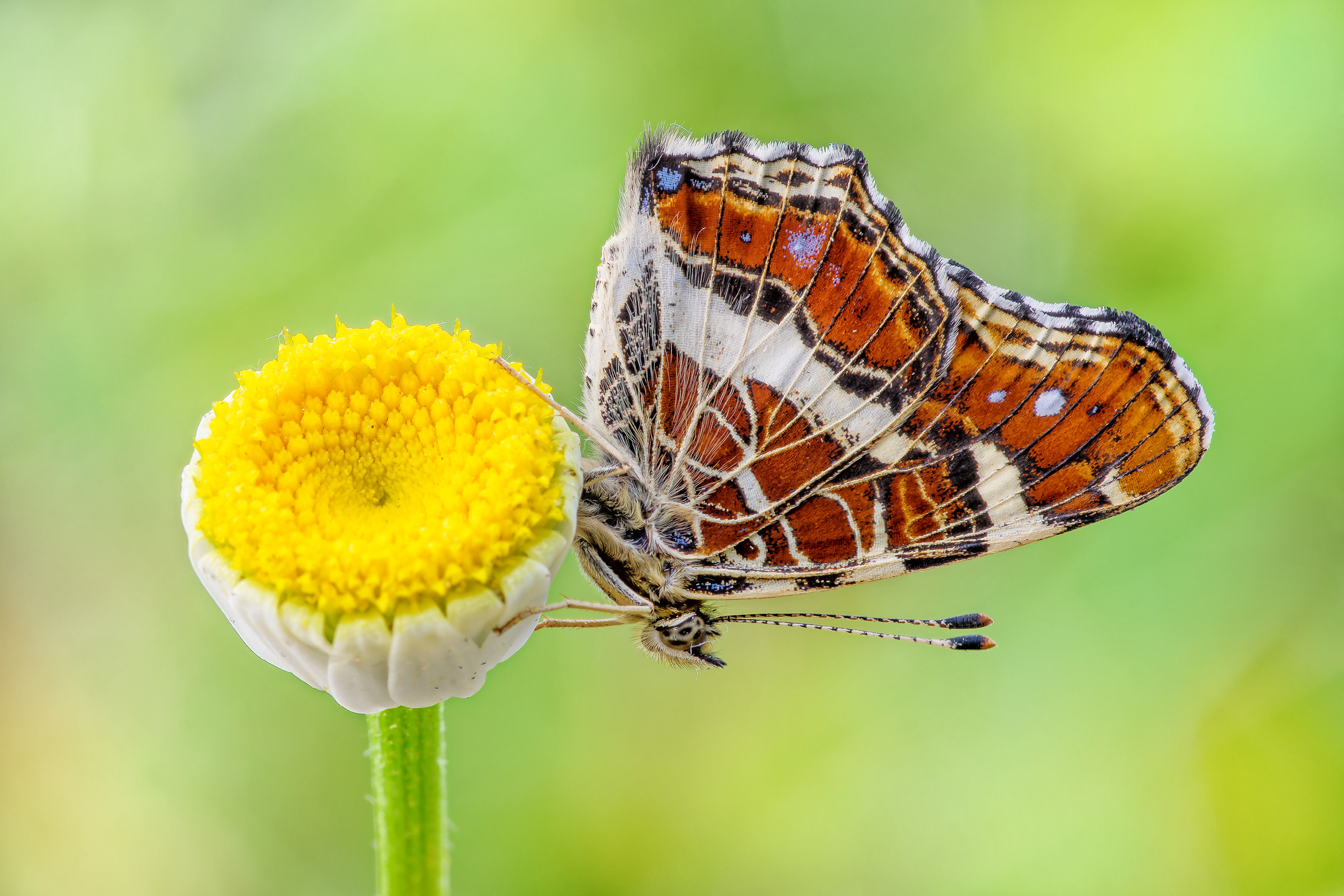 Araschnia Levan (Linnaeus, 1758)