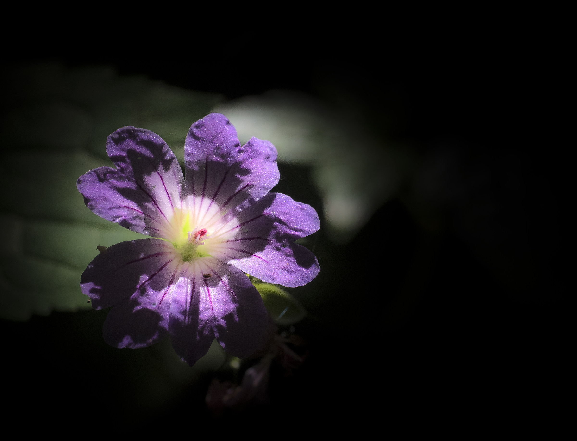 Un piccolo raggio di sole