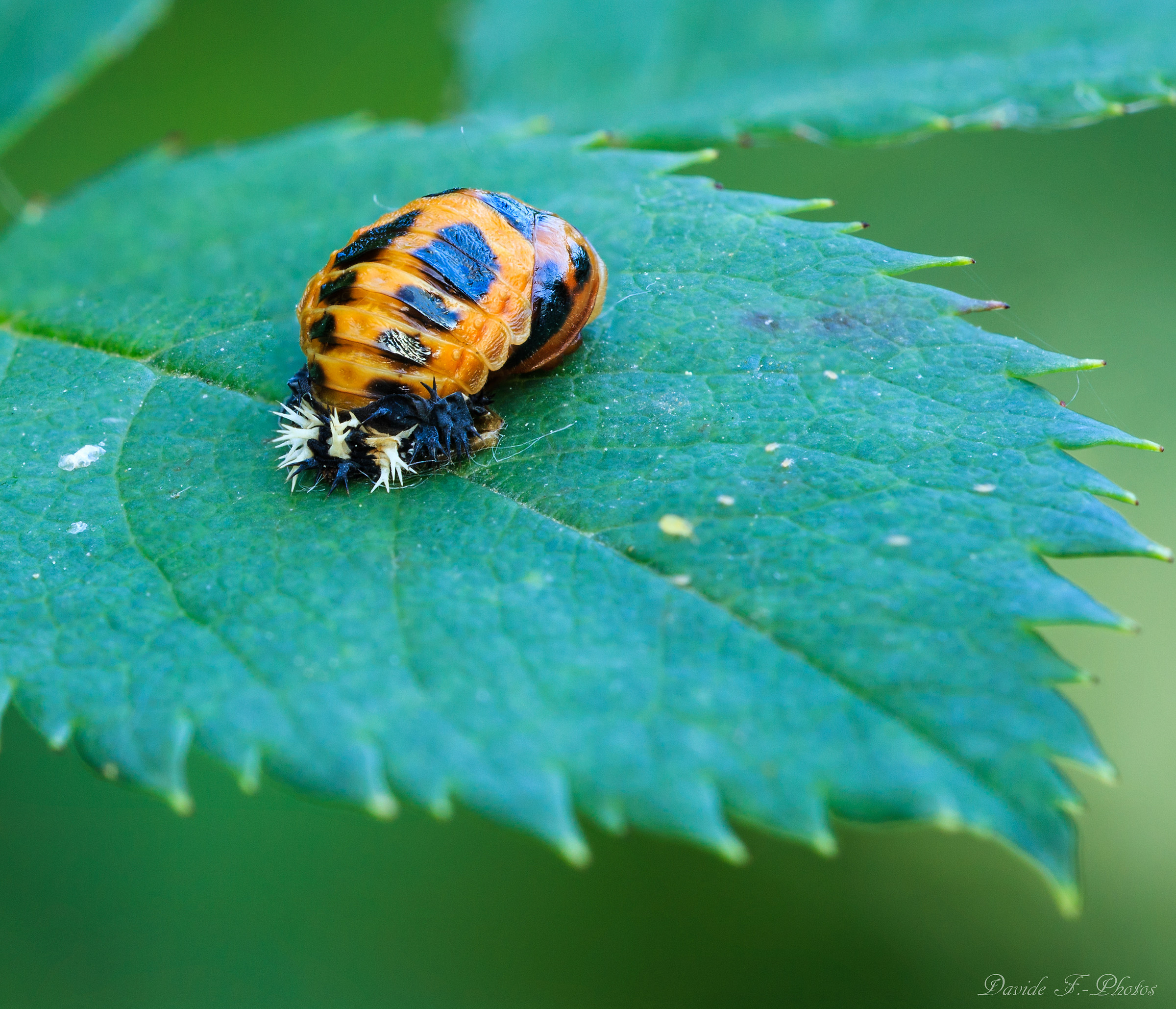 Evolution of Ladybug