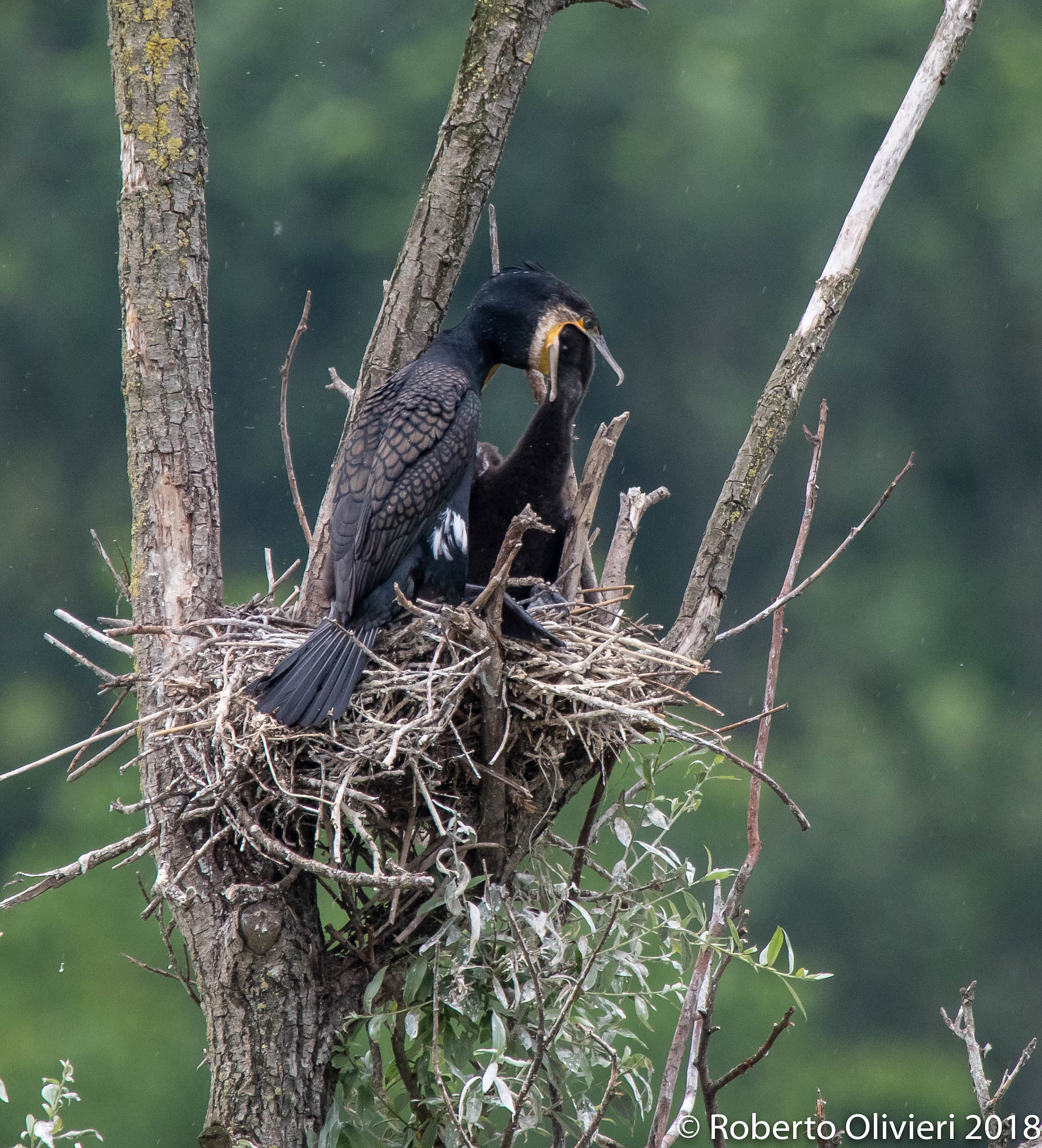 Oasi di Sant'Albano Stura:Cormorano che nutre i piccoli
