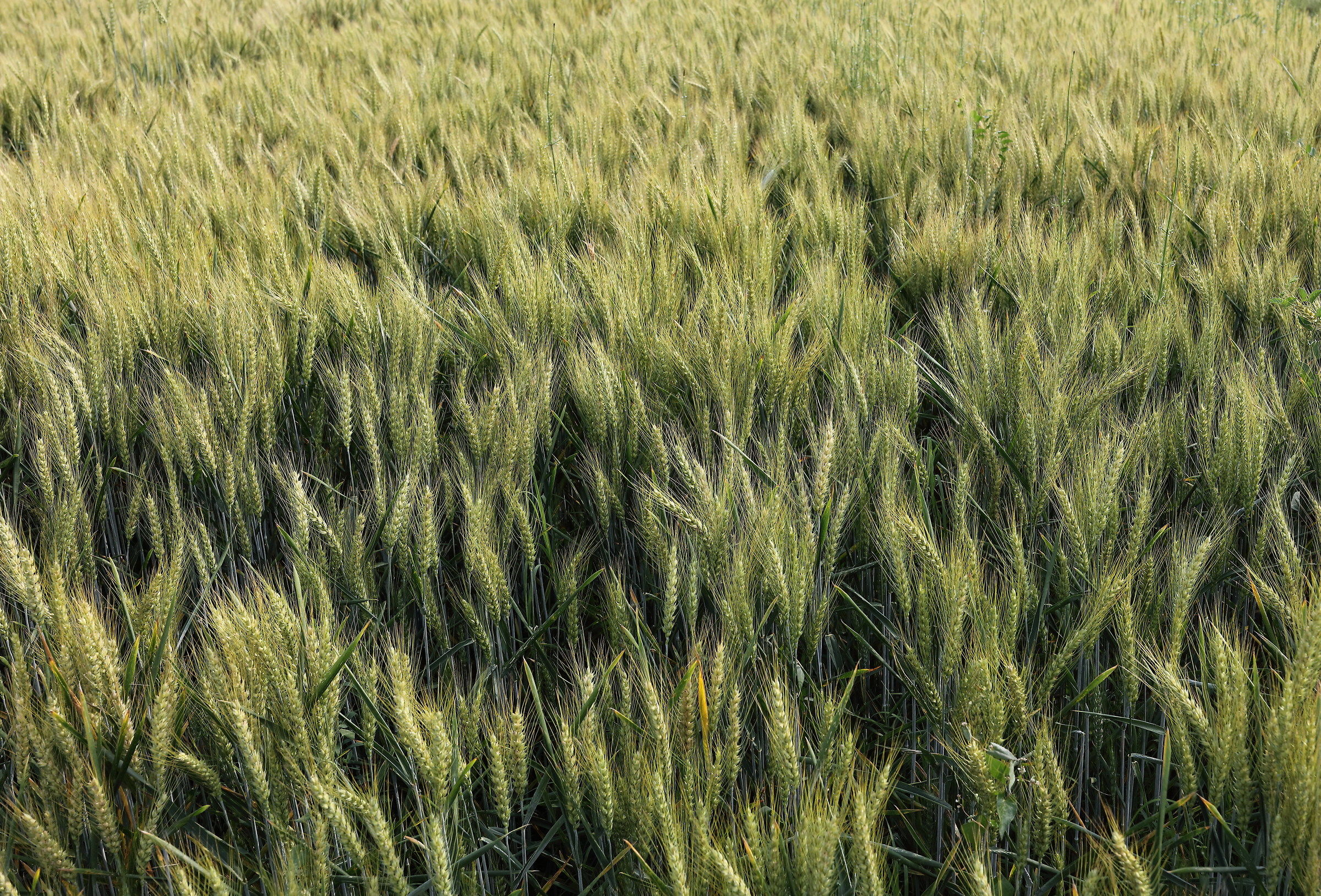 A spasso in bici con 5DsR e 35 L 1.4 II