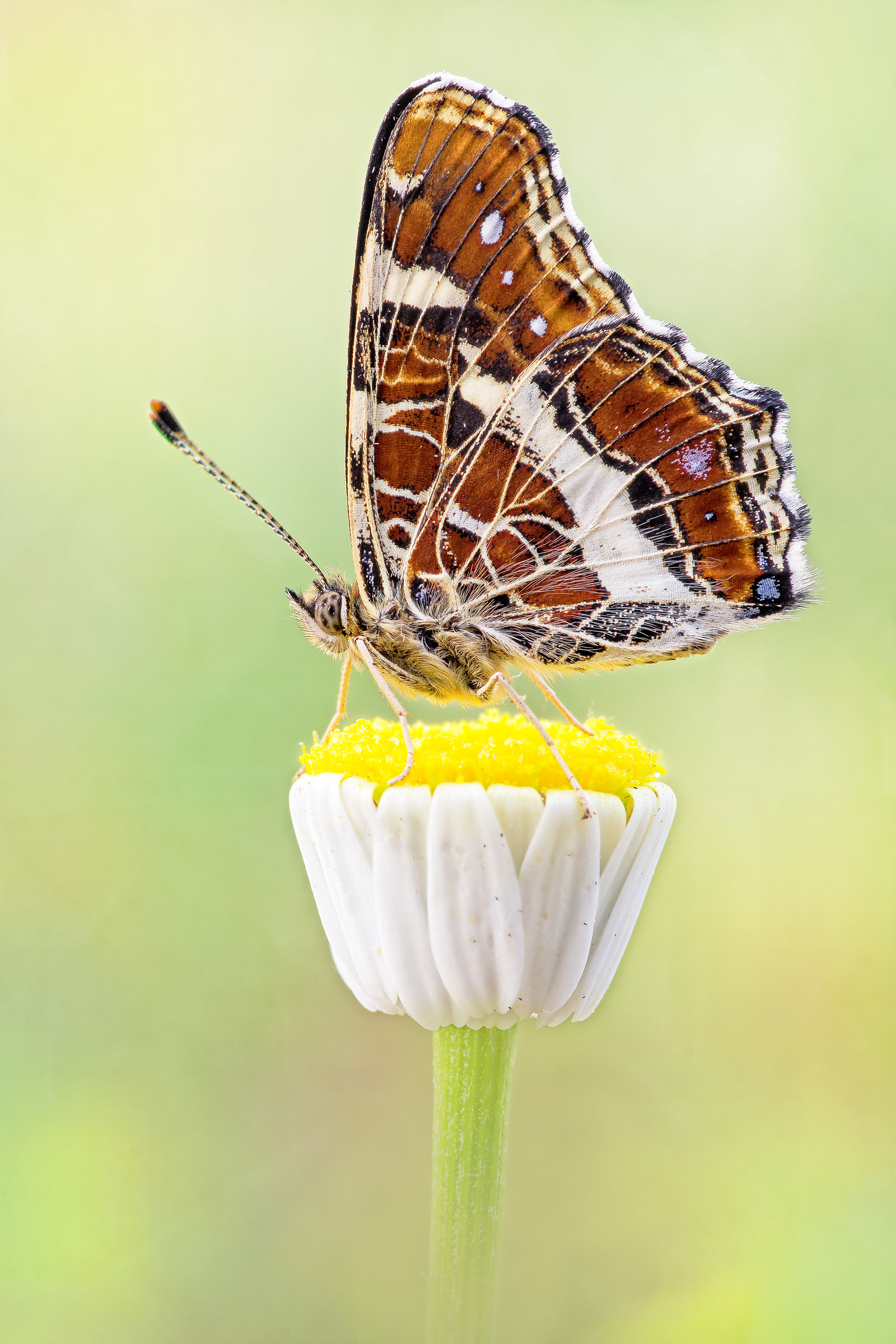 Araschnia levana (Linnaeus, 1758)