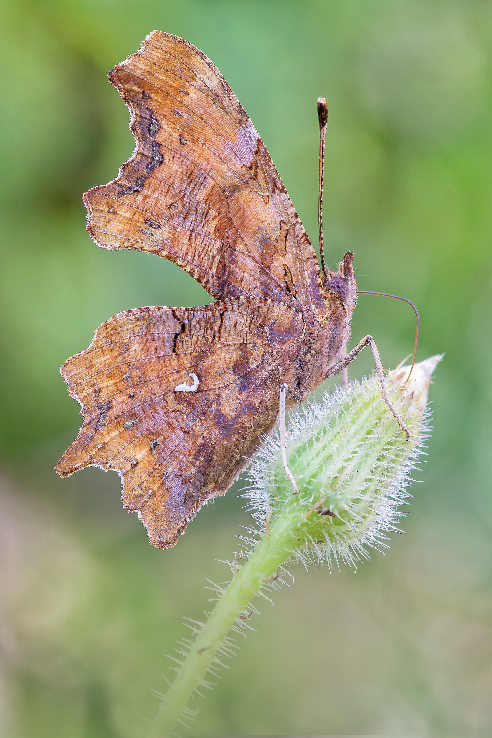 Polygonia c-album (Linnaeus, 1758)