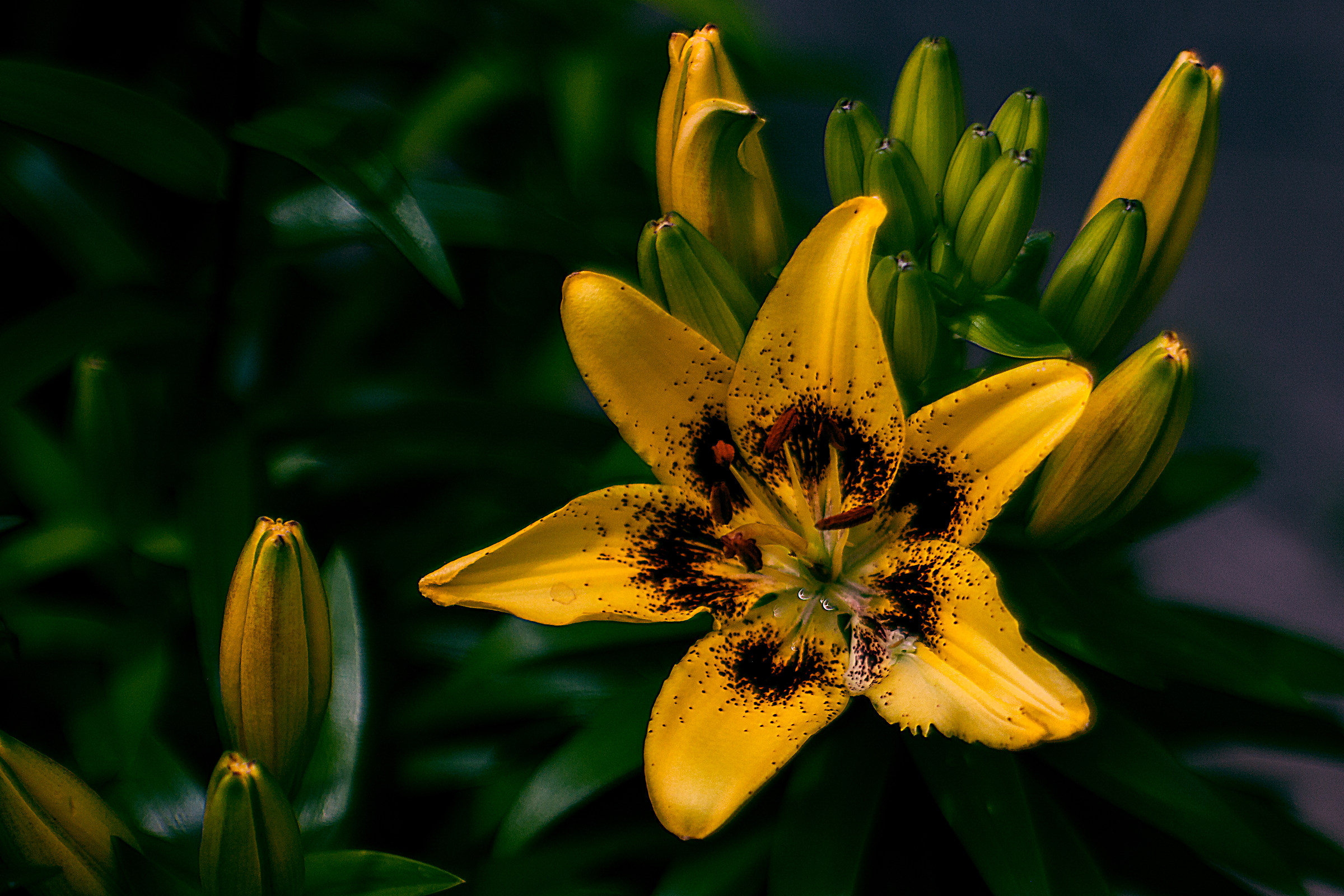 Yellow Flower