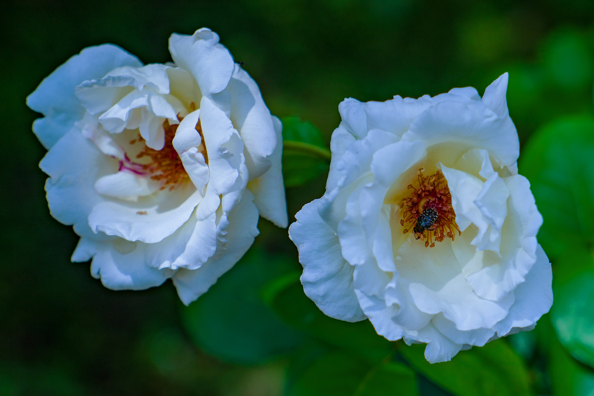 White Roses with guest