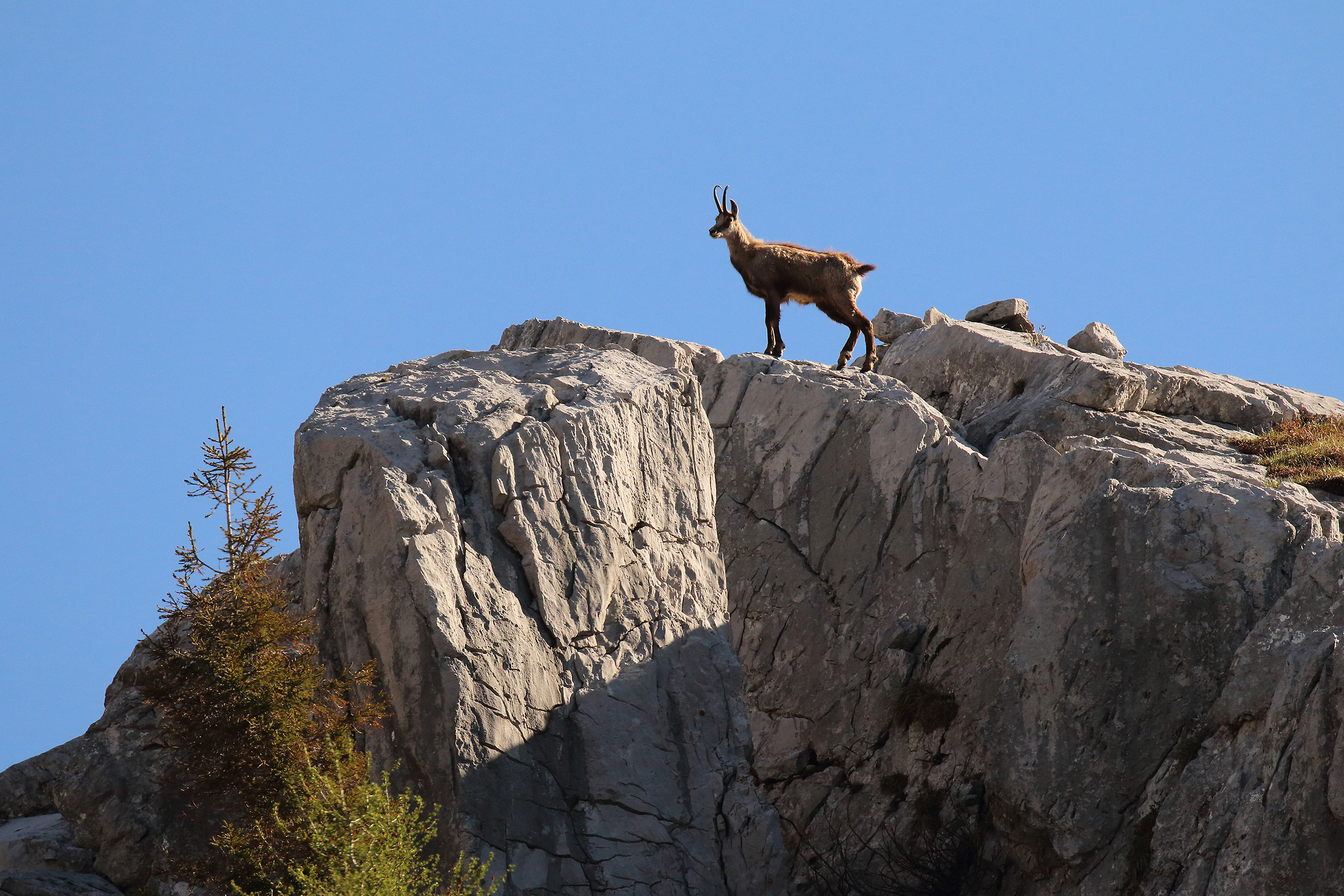 la sentinella scruta il vallone