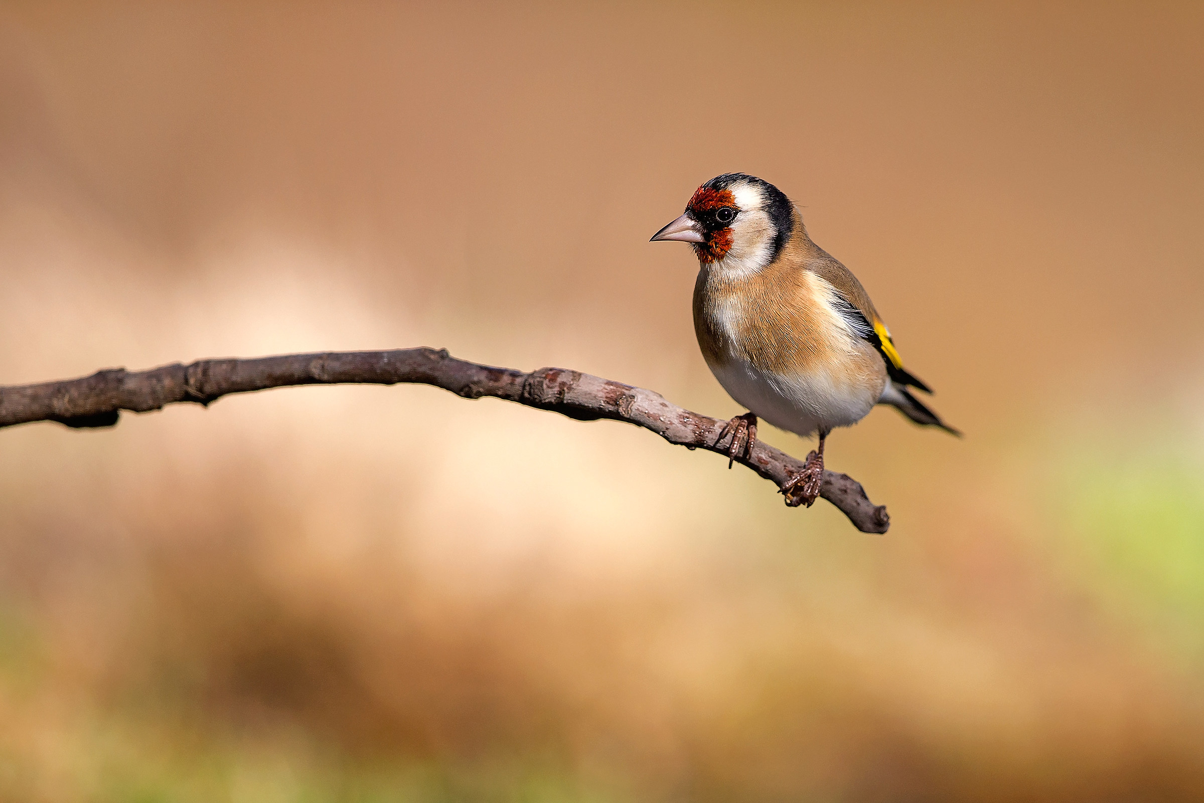 Cardellino (European goldfinch) Carduelis carduelis