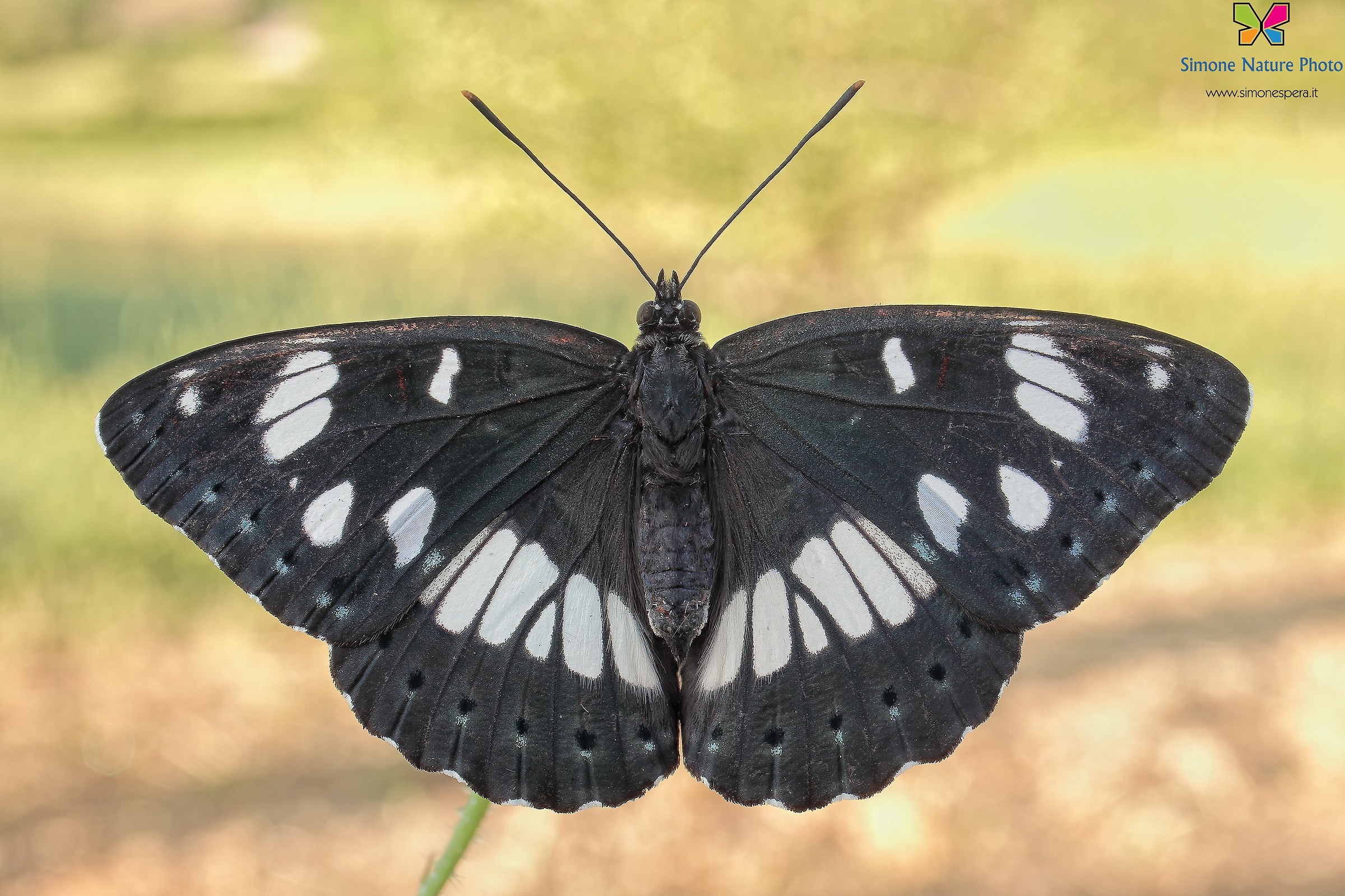 Limenitis to 28mm....