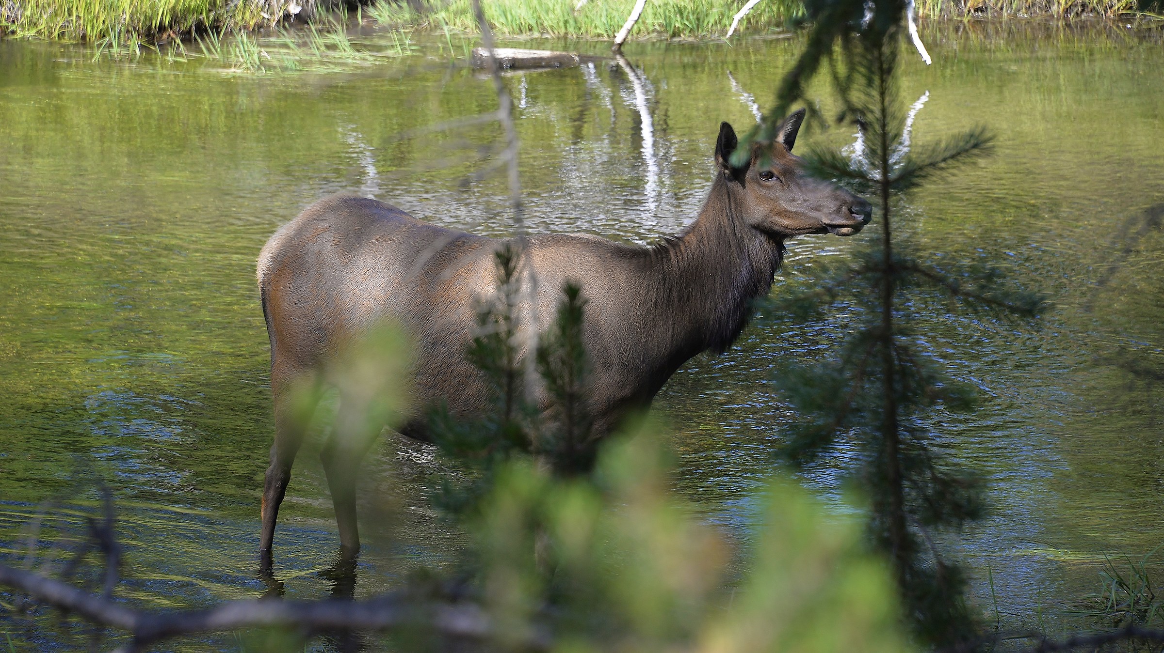 4 Vivere in libertà