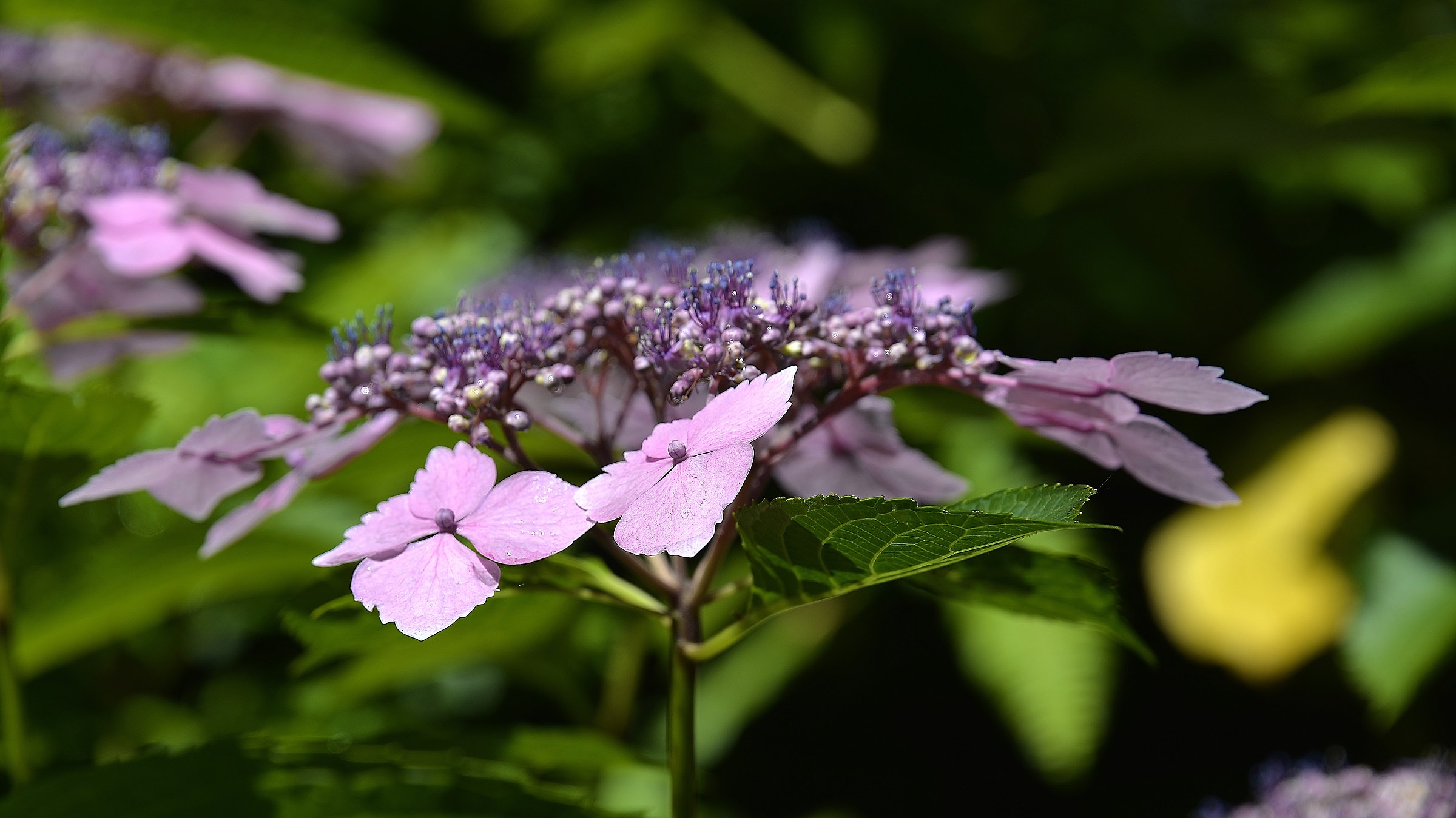 11 La ricerca del colore