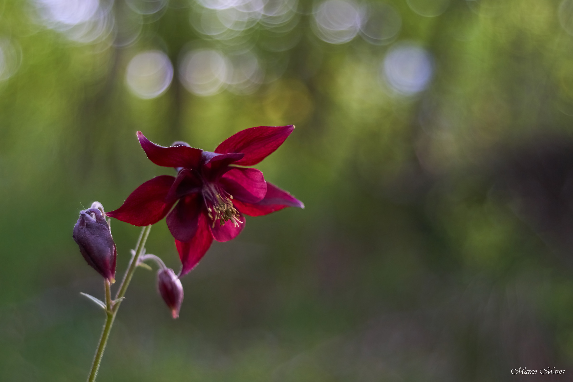 Fiore sul sentiero per il rifugio Azzoni