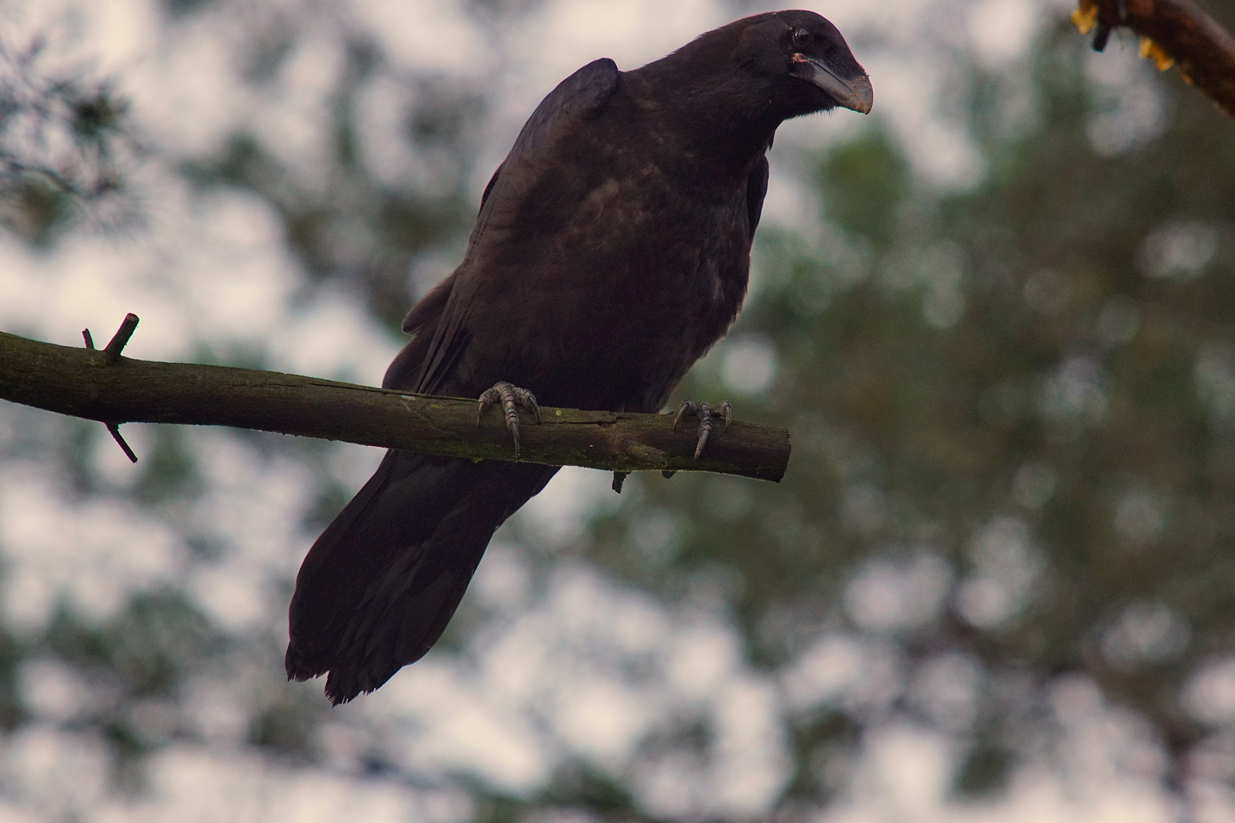 Pulcino del corvo (Corvus corax)