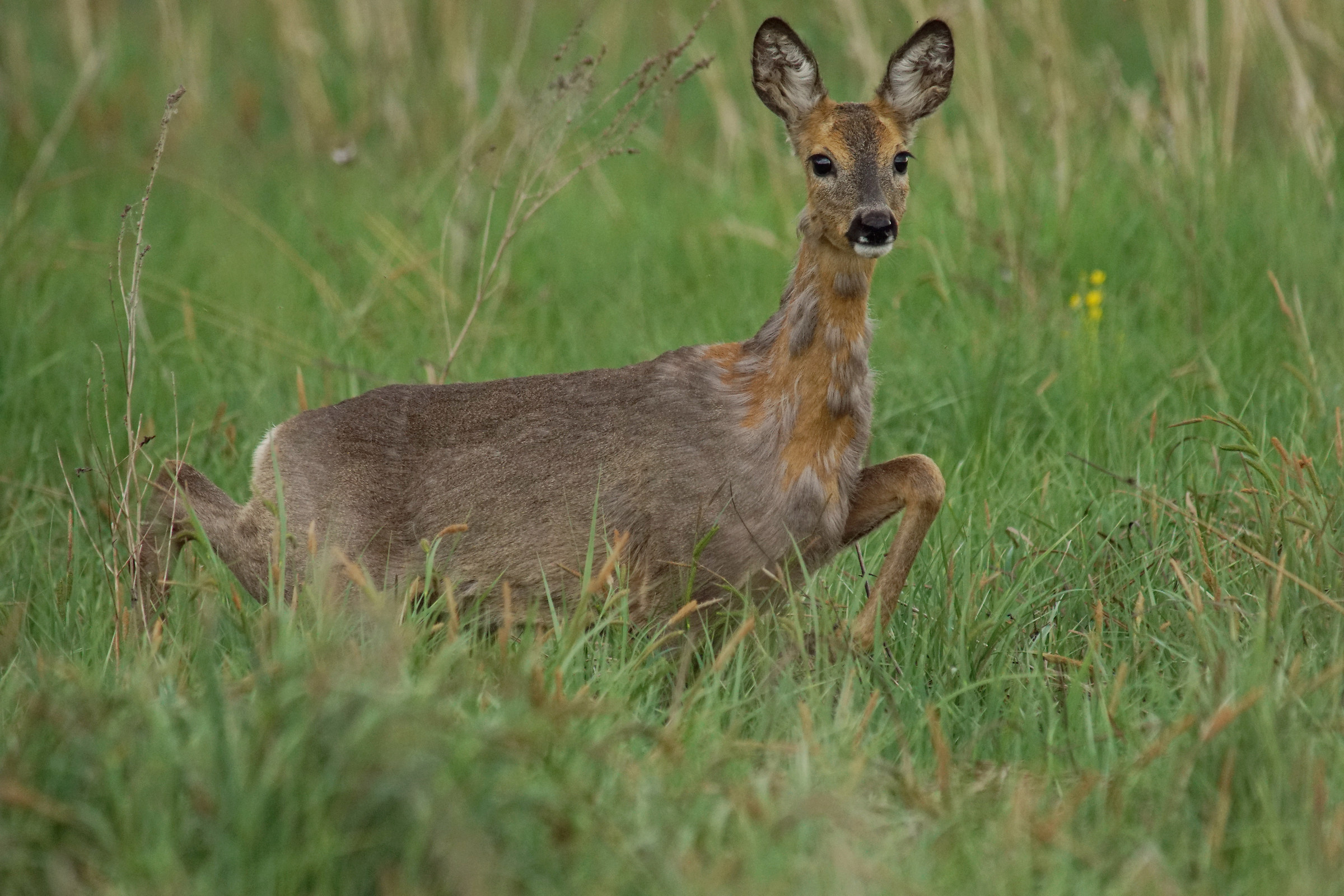Roe deer doe (Capreolus capreolus)