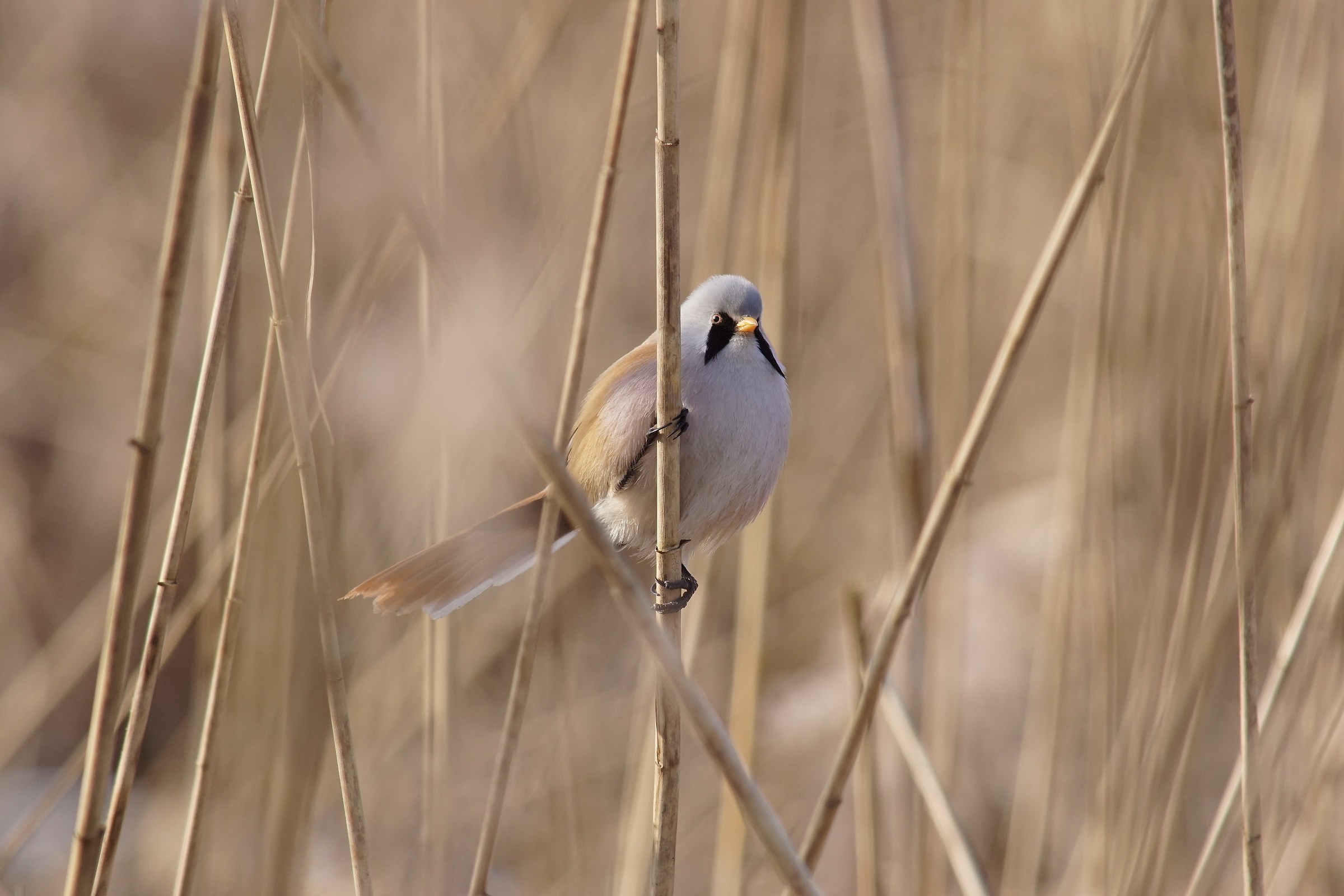 Bearded reedling (Panurus biarmicus)