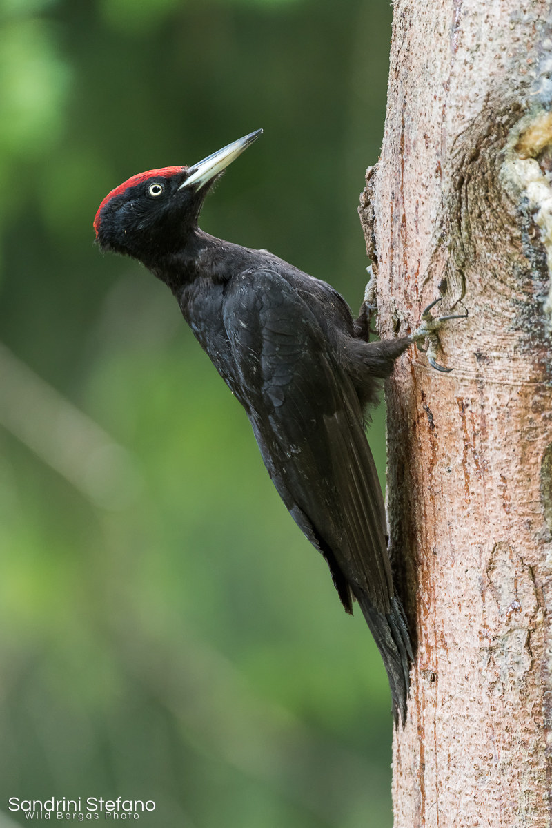 Black Woodpecker