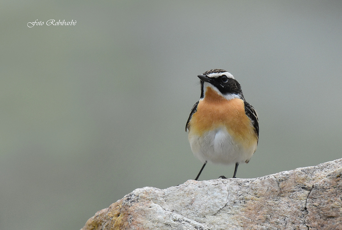 Stiaccino...in dress...
