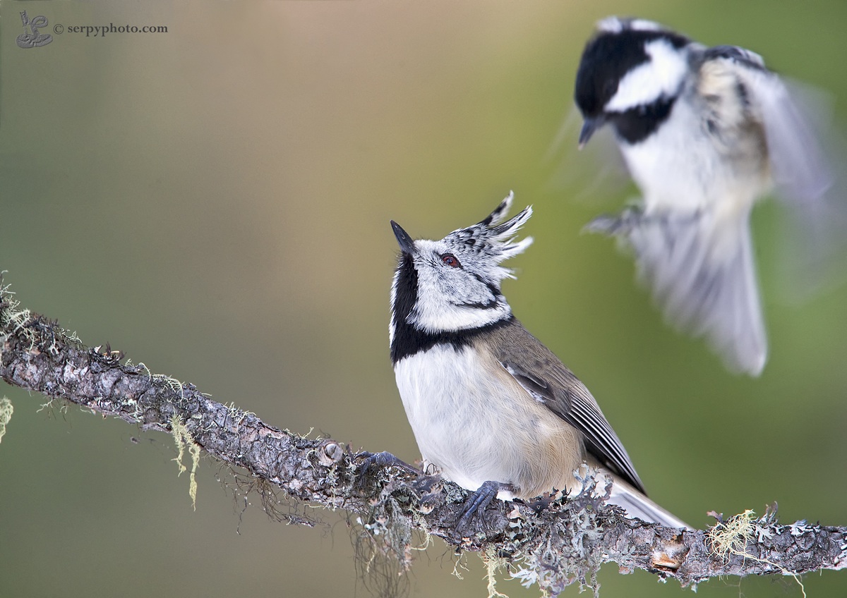 Guardati alle spalle