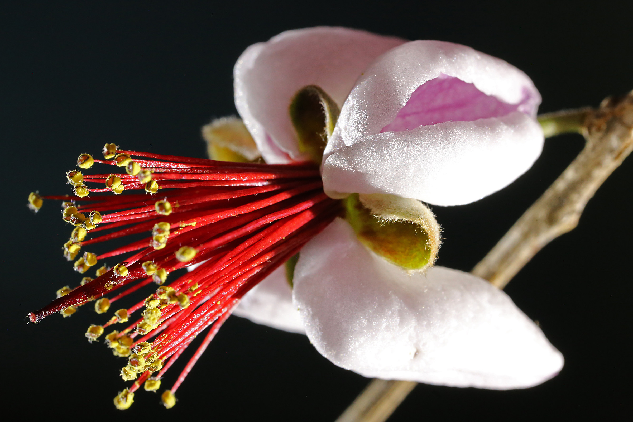 Special Features: Beautiful