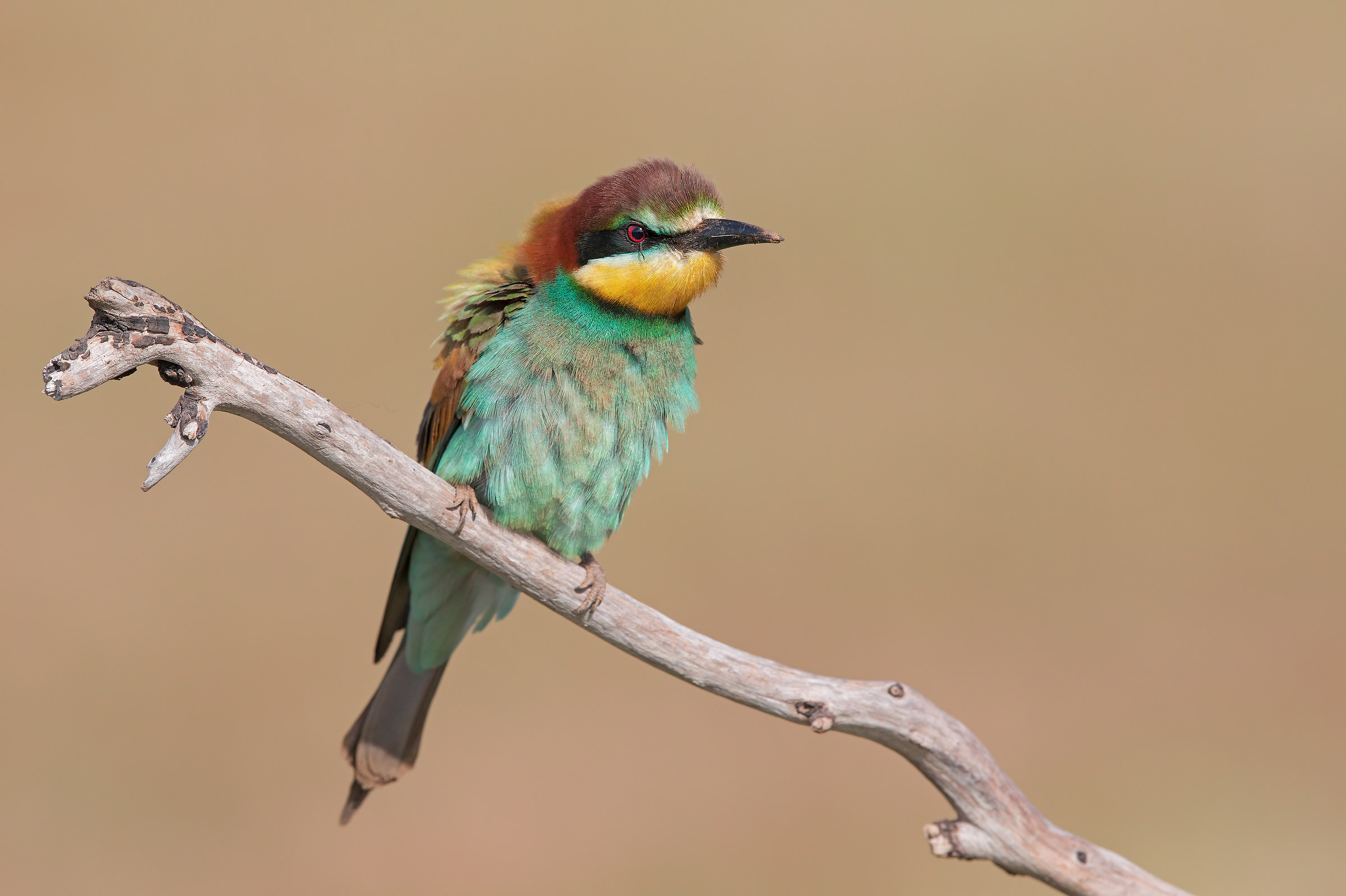 Bee-eater