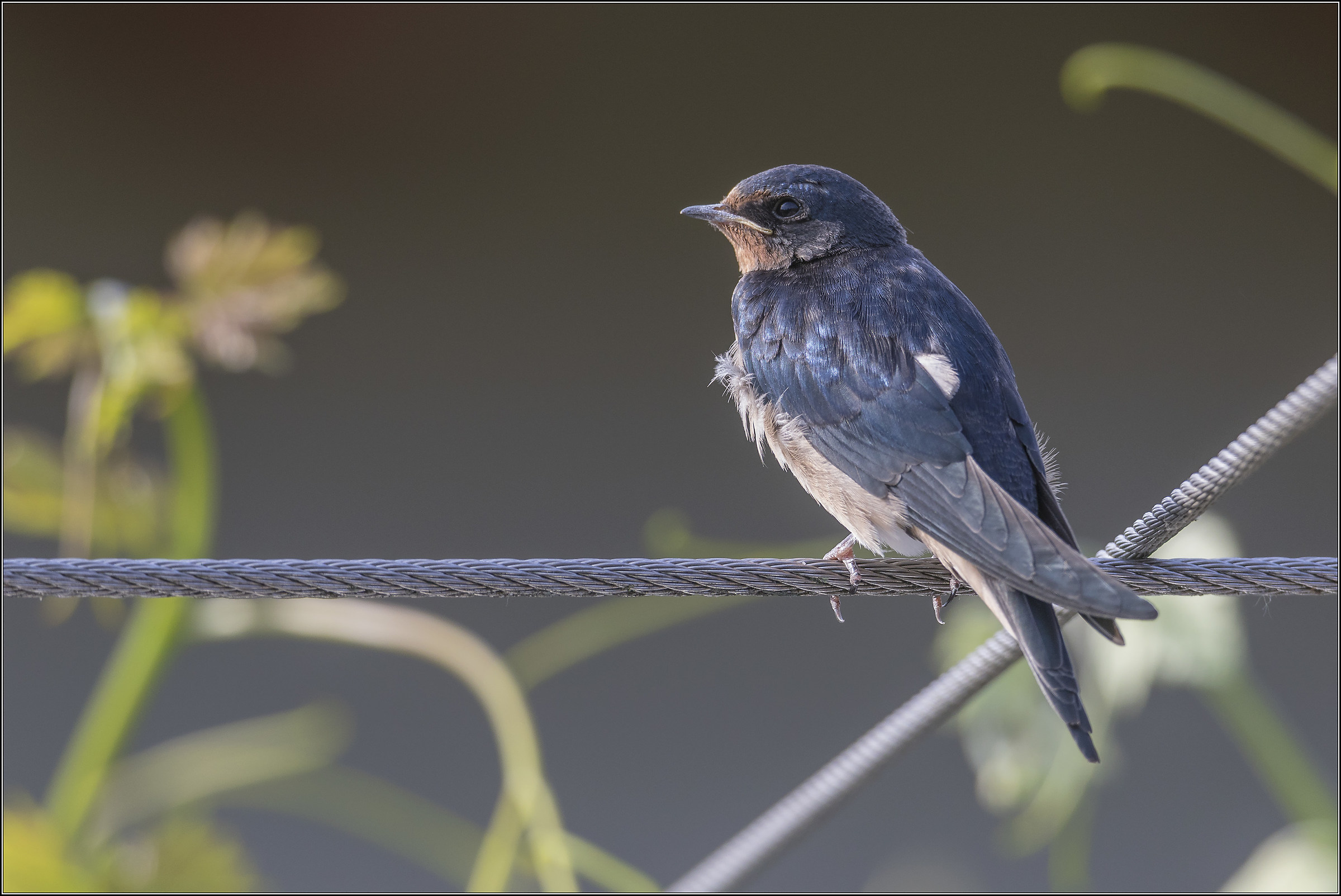 piccola rondine ... in attesa