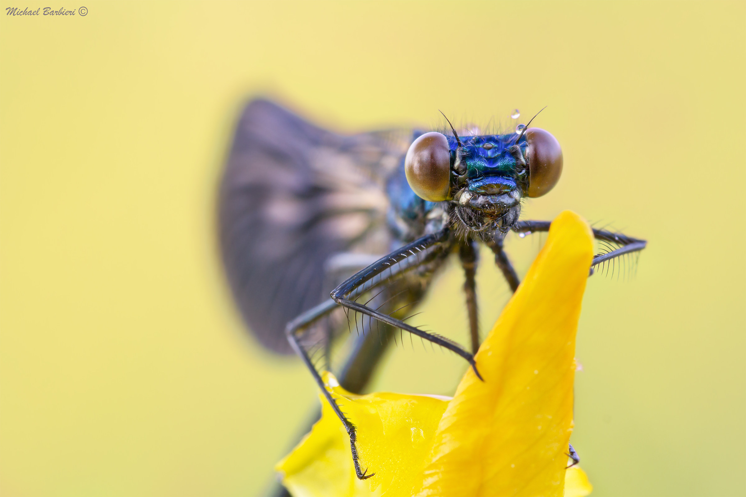 Face to face with the damsel