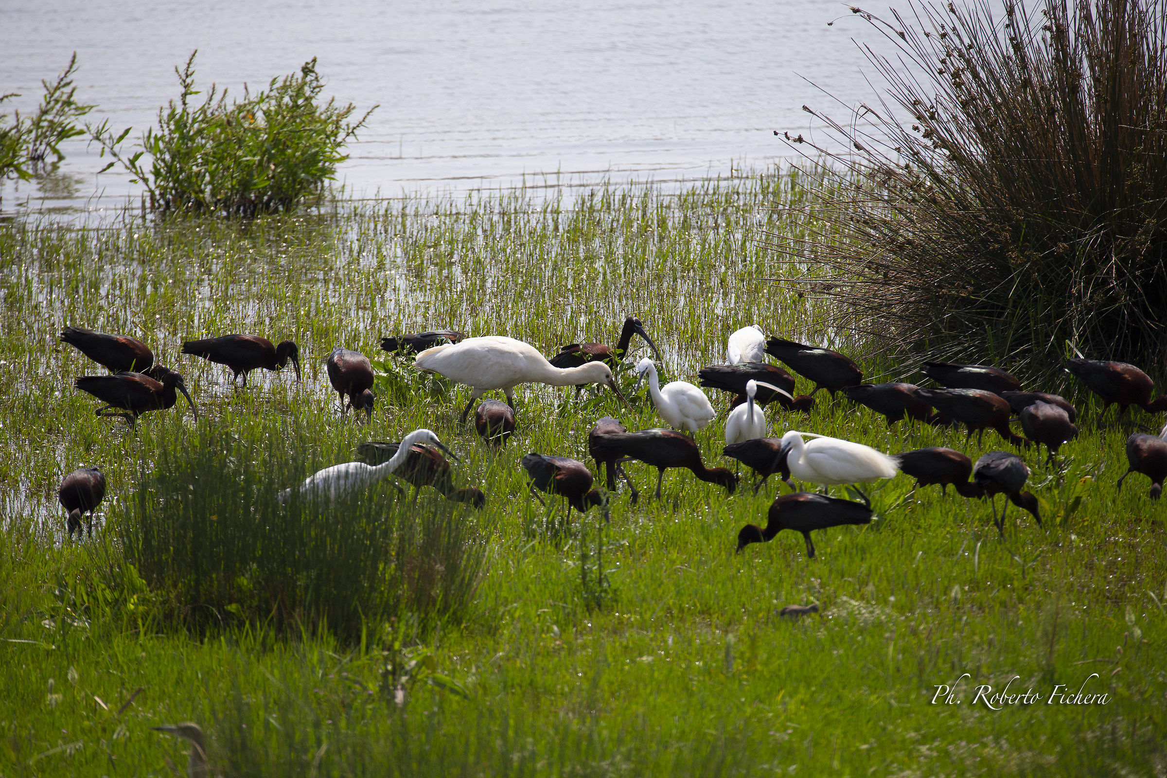 Mignattaio, Spatole e Airone Bianco