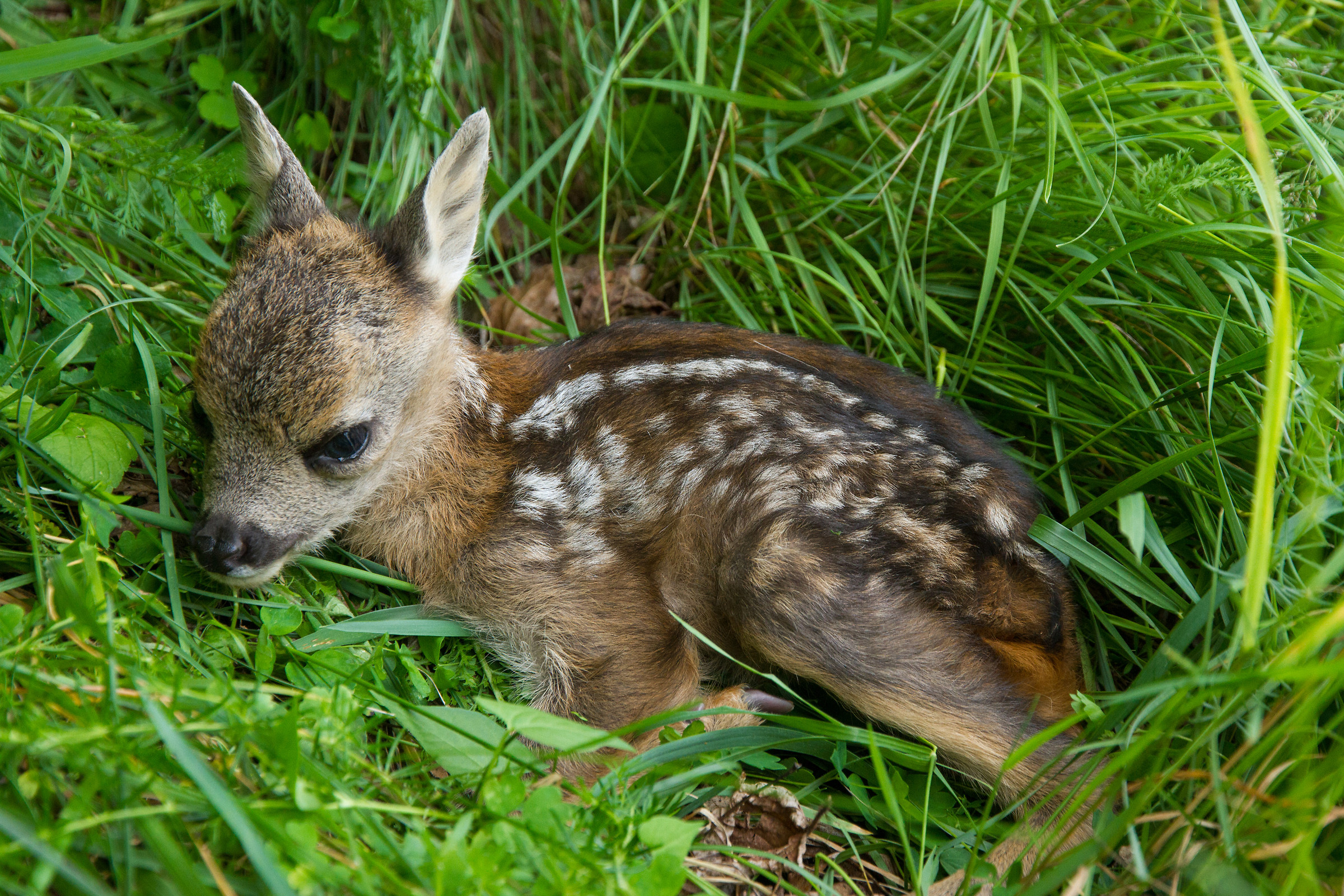 Watch and don't touch