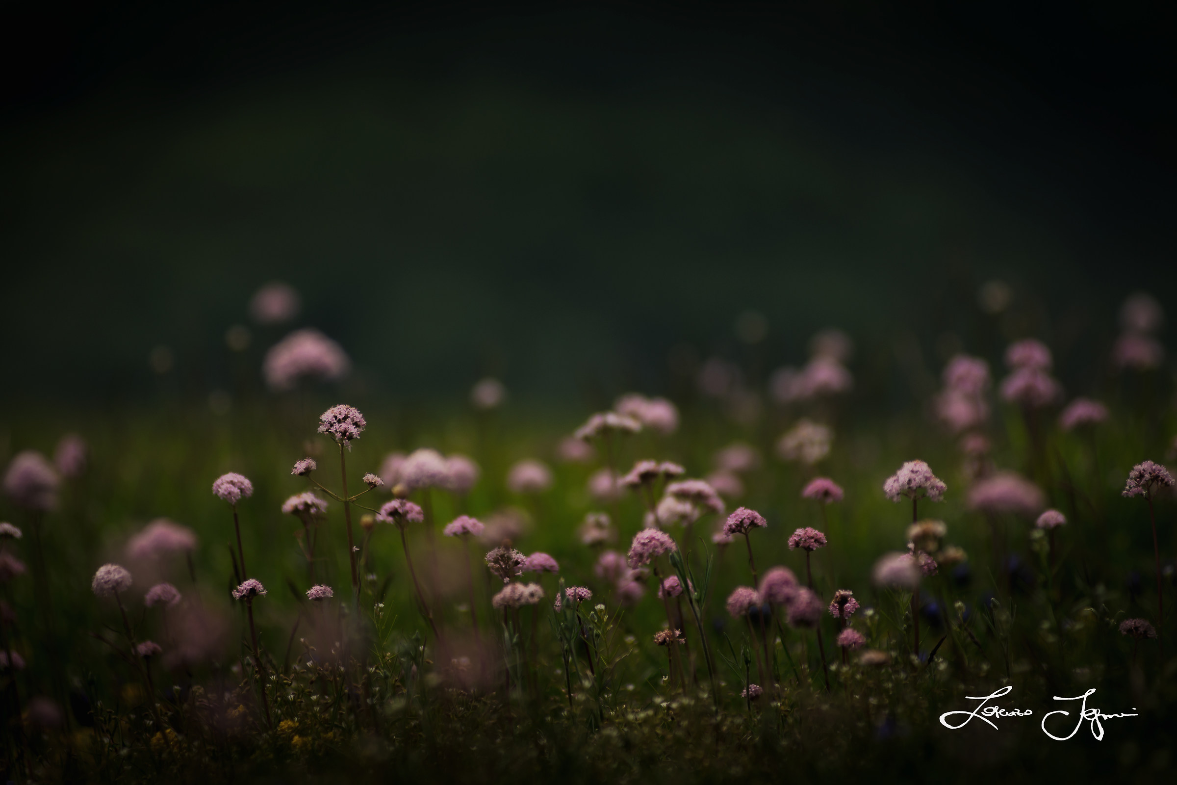 Flowers without fear