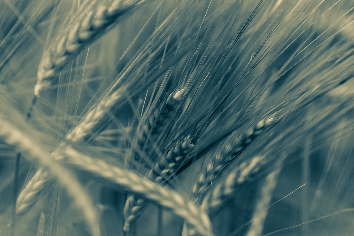 Grain Waves III