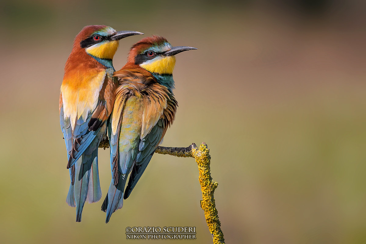 Merops Apiaster