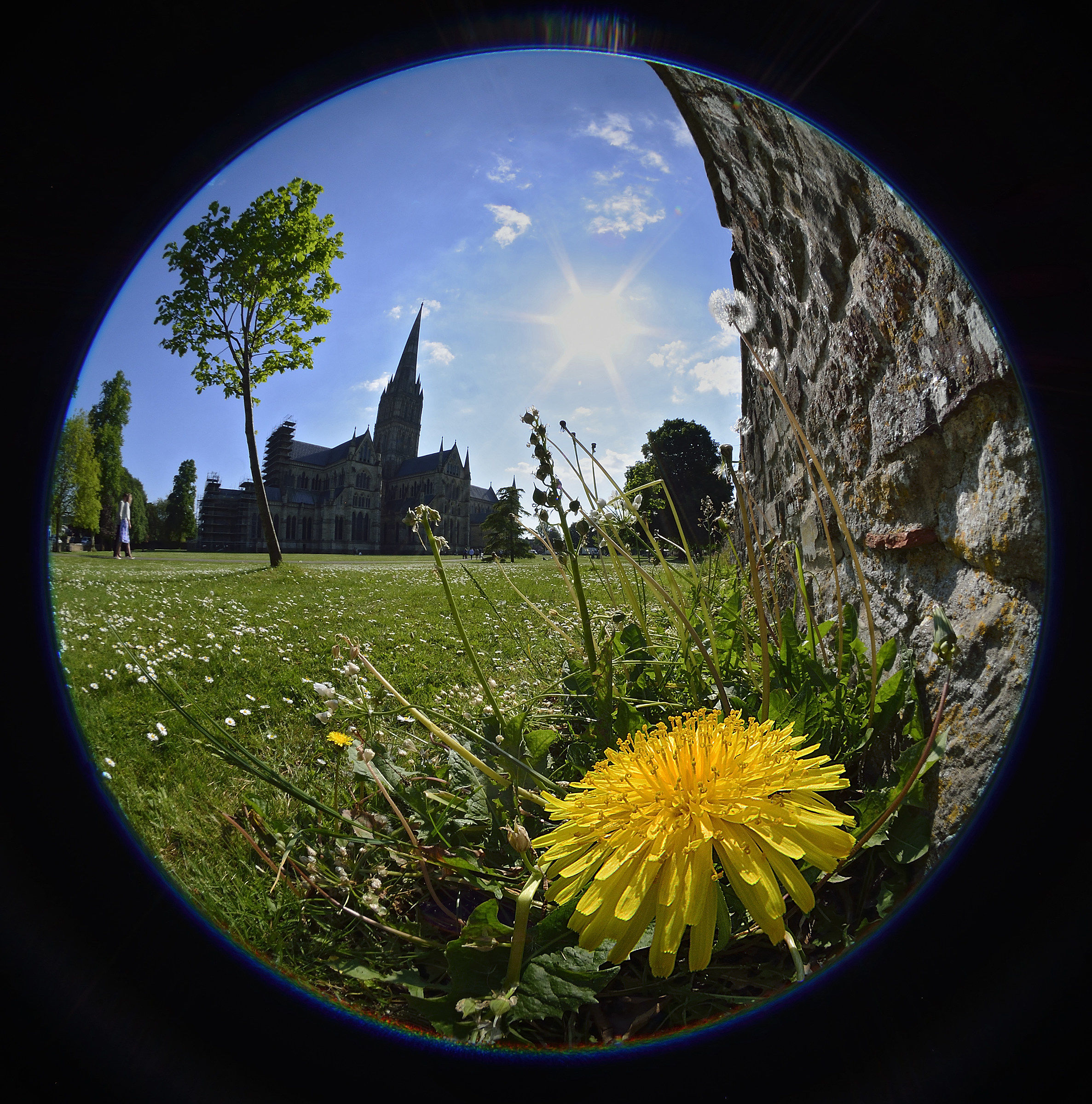 L'ultimo dente di Leone!