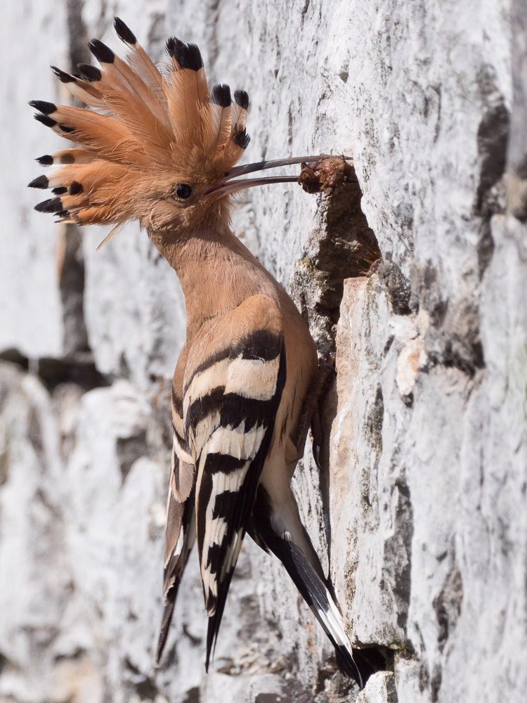 Direste che è un file dc-g9??