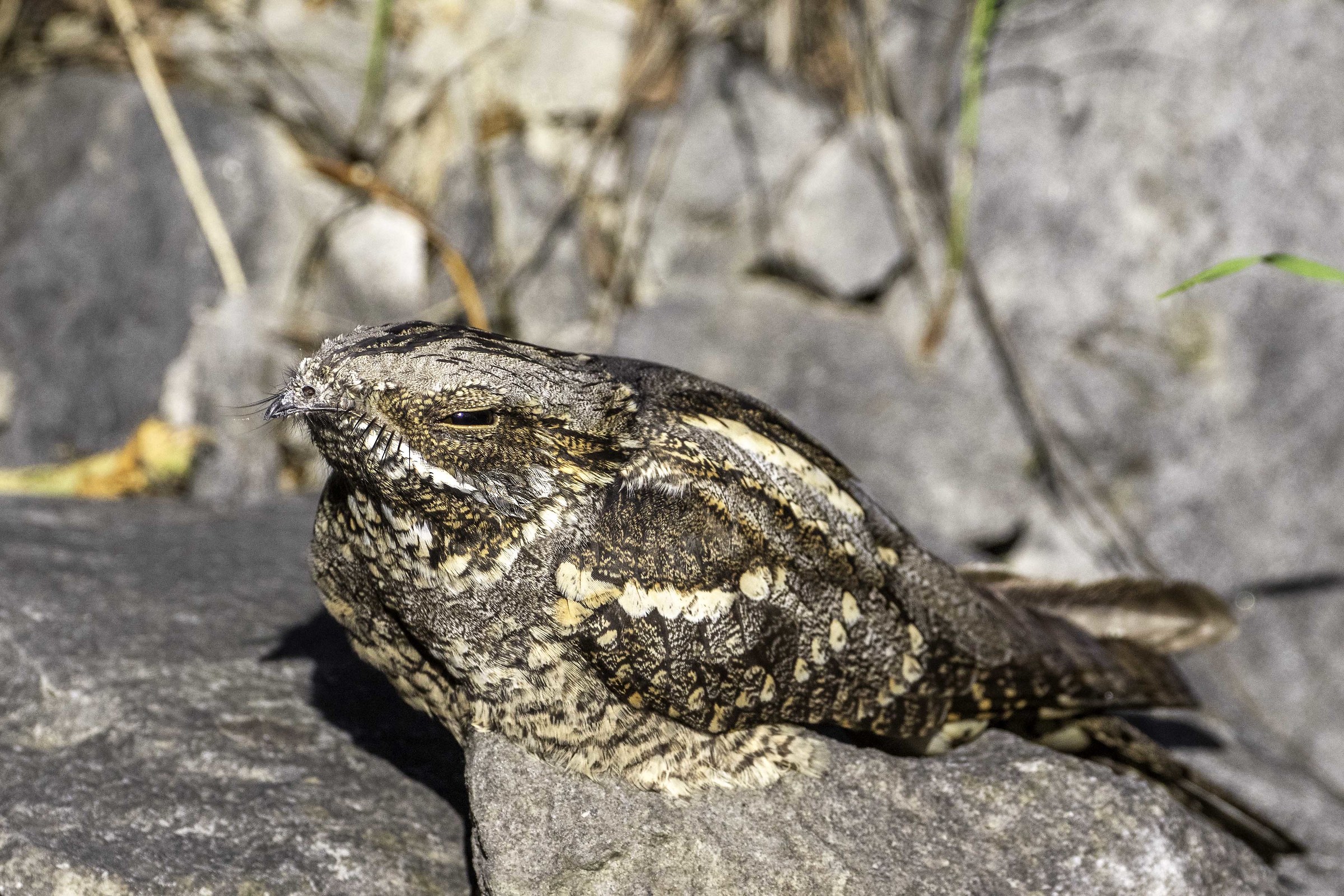 e' notturno, ma ama il sole - digiscoping