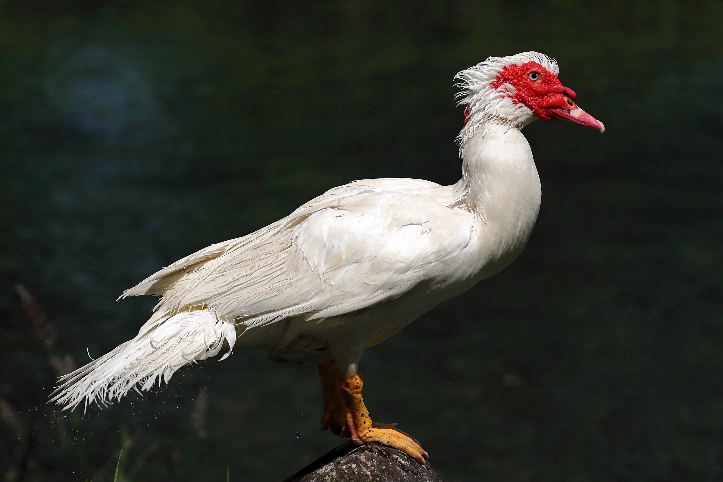 Anatra muta ( Cairina Moschata)